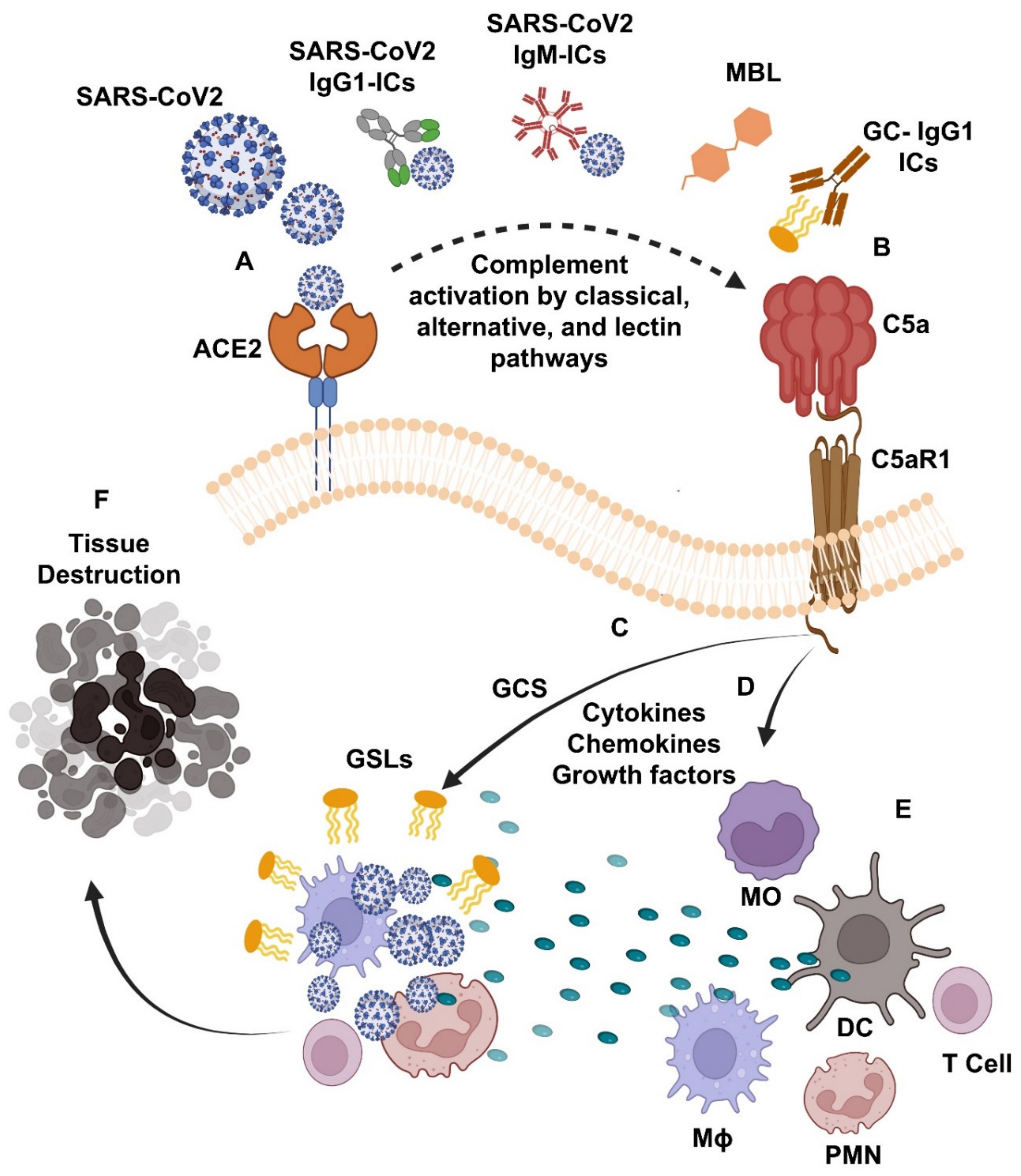 IJMS | Free Full-Text | Targeting the Complement&ndash