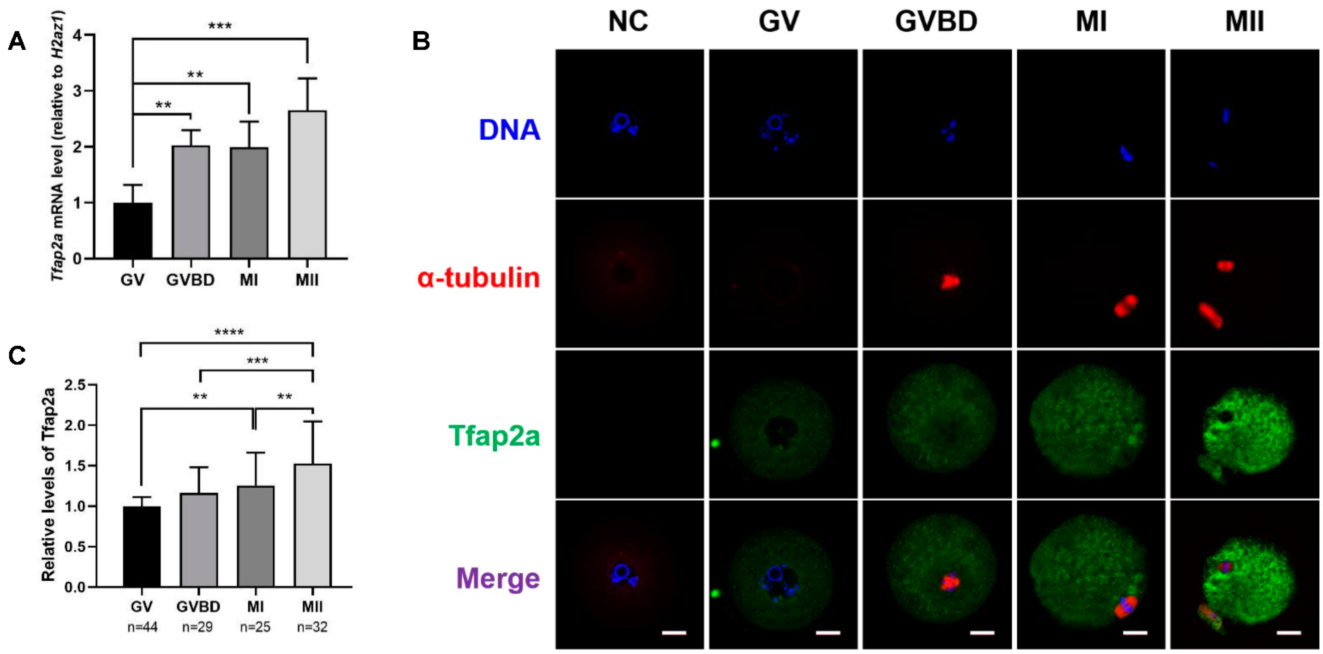 Ijms 23 14376 g002 Ijms 23 14376 g002