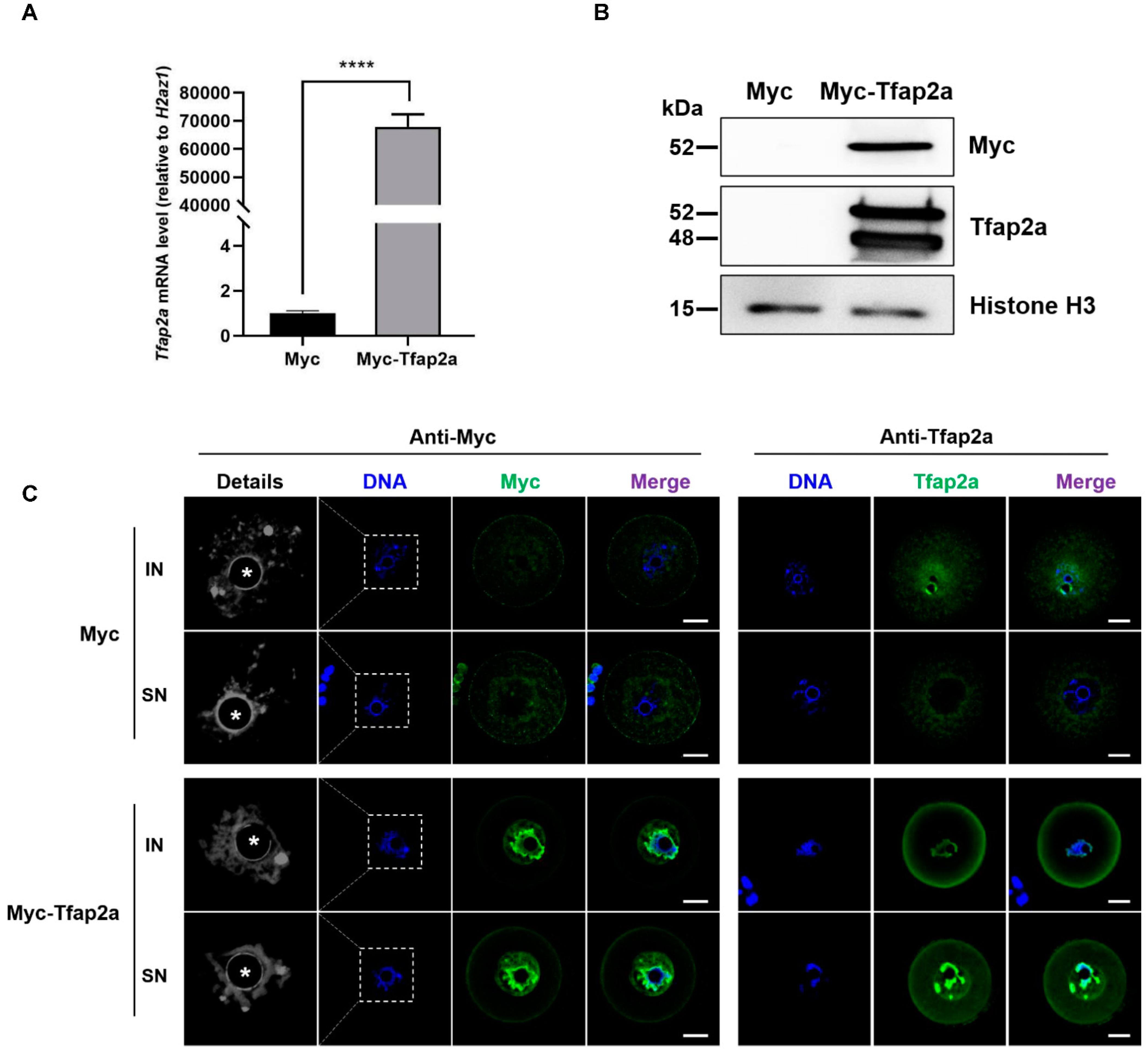 Ijms 23 14376 g003 Ijms 23 14376 g003
