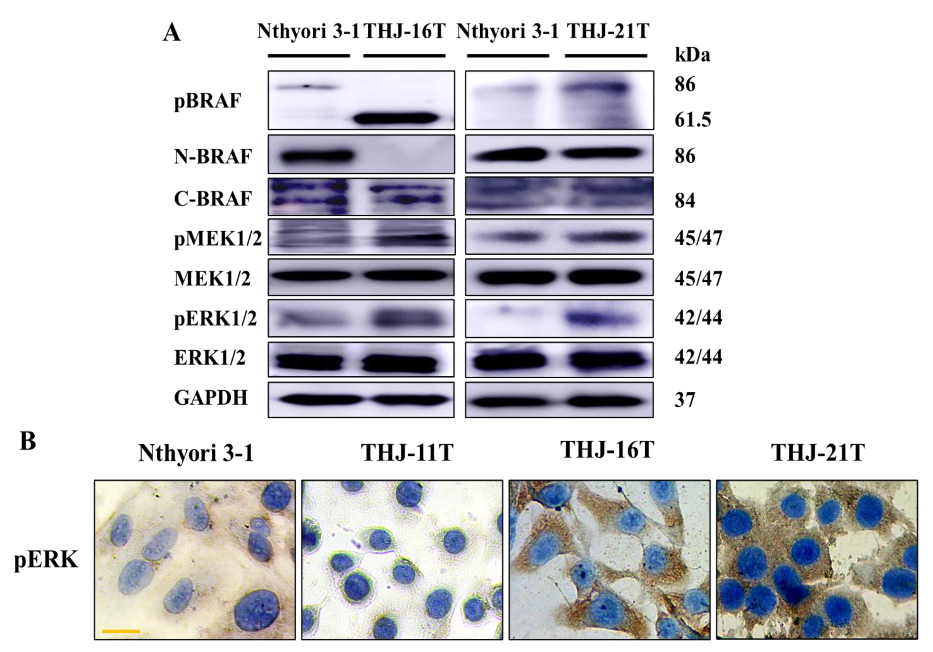 Ijms 23 14385 g004 Ijms 23 14385 g004