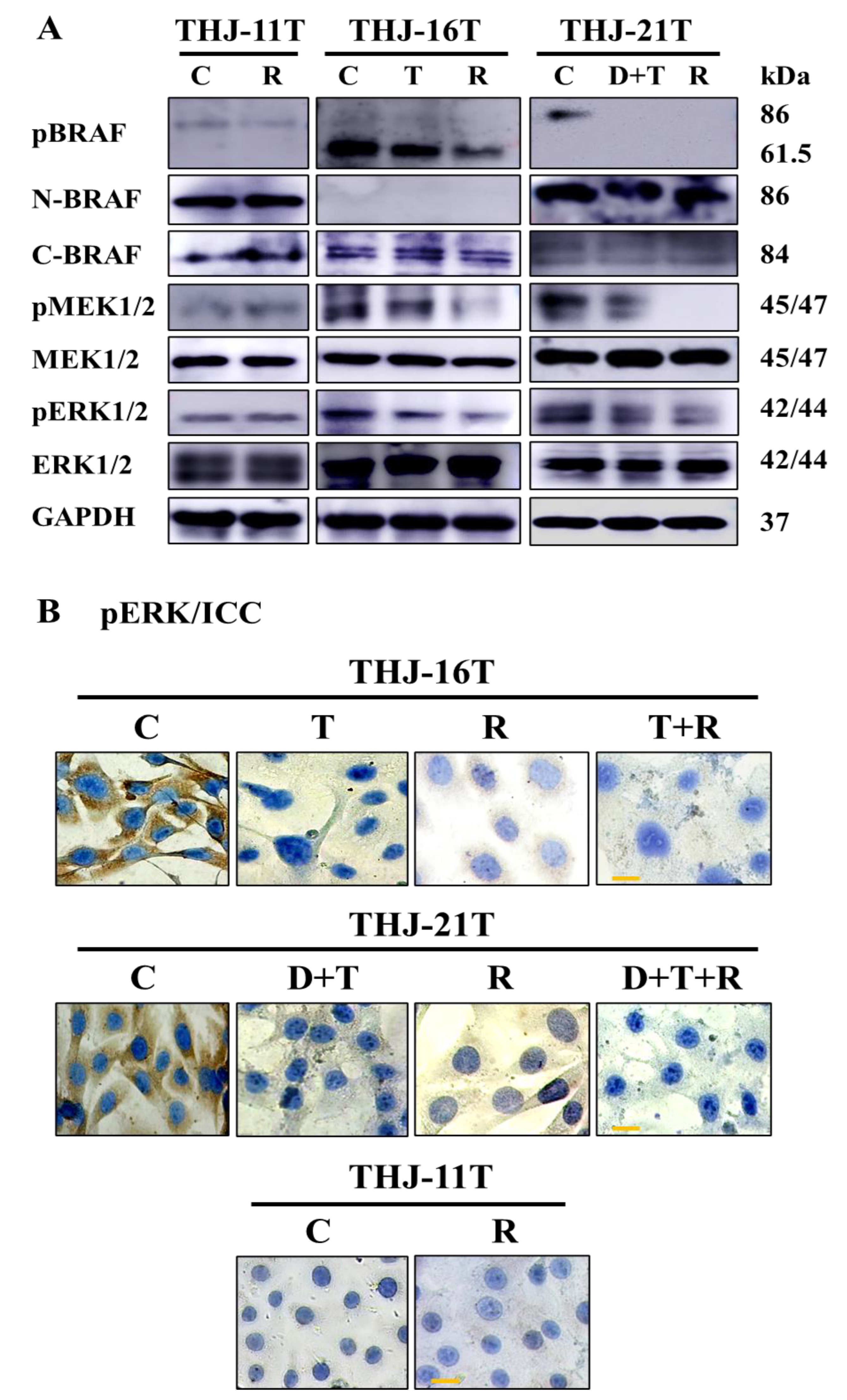 Ijms 23 14385 g005 Ijms 23 14385 g005