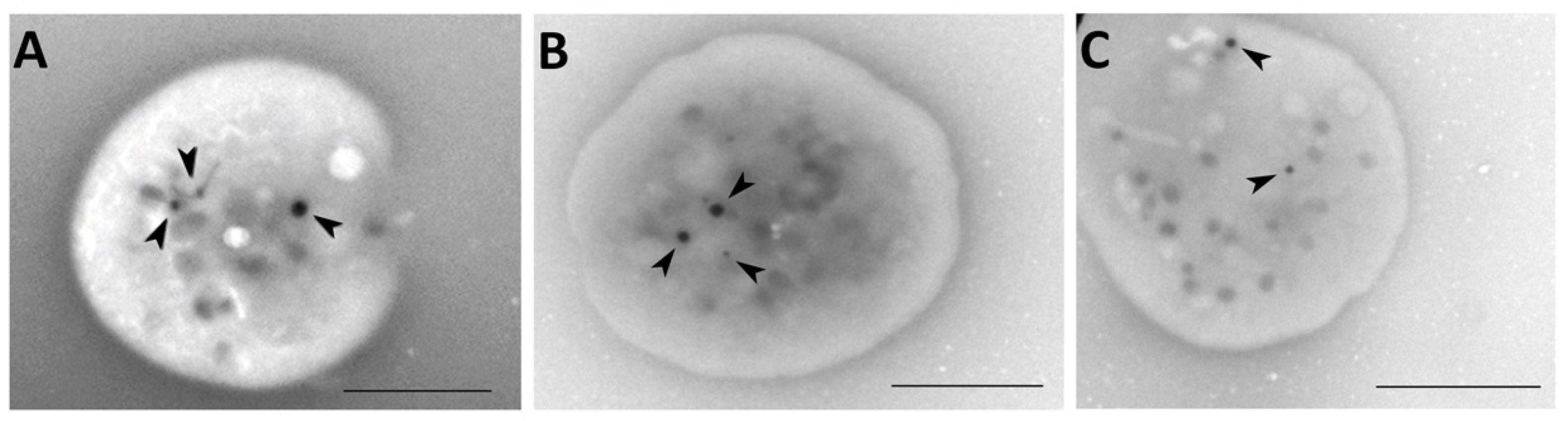 Ijms 23 14386 g002 Ijms 23 14386 g002