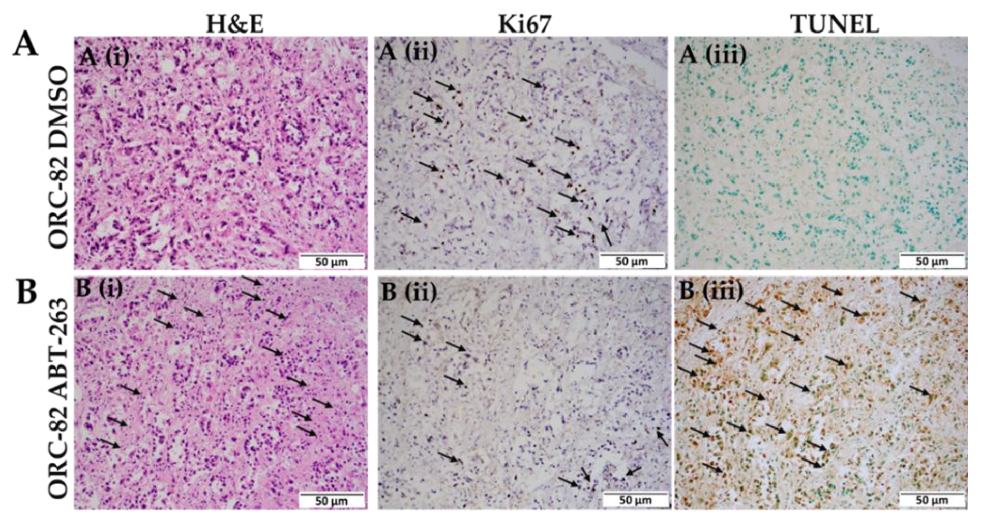 Ijms 23 14392 g006 Ijms 23 14392 g006