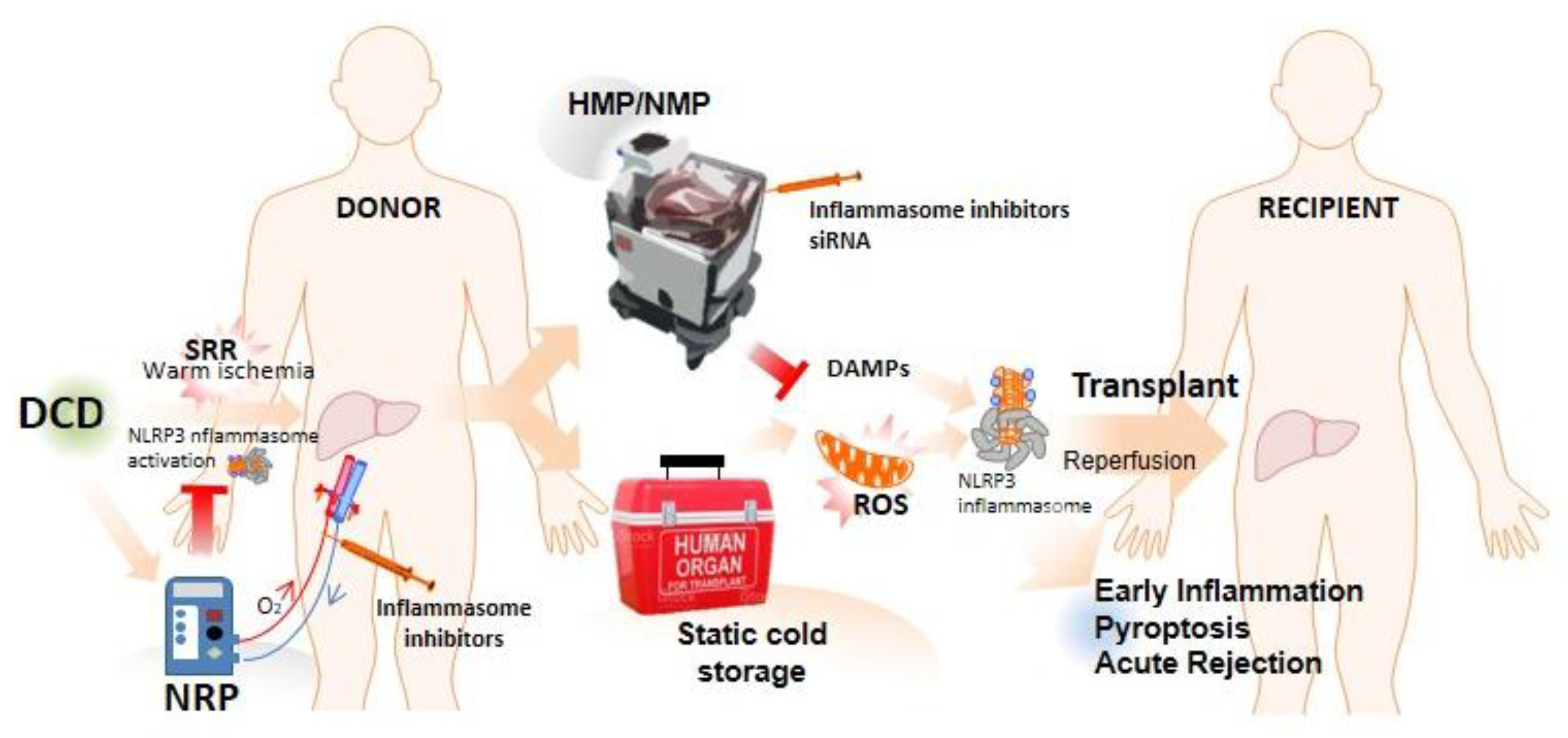 Ijms 23 14396 g003 Ijms 23 14396 g003