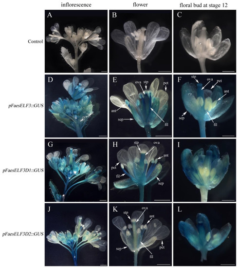 FaesAP3_1 Regulates the FaesELF3 Gene Involved in Filament-Length