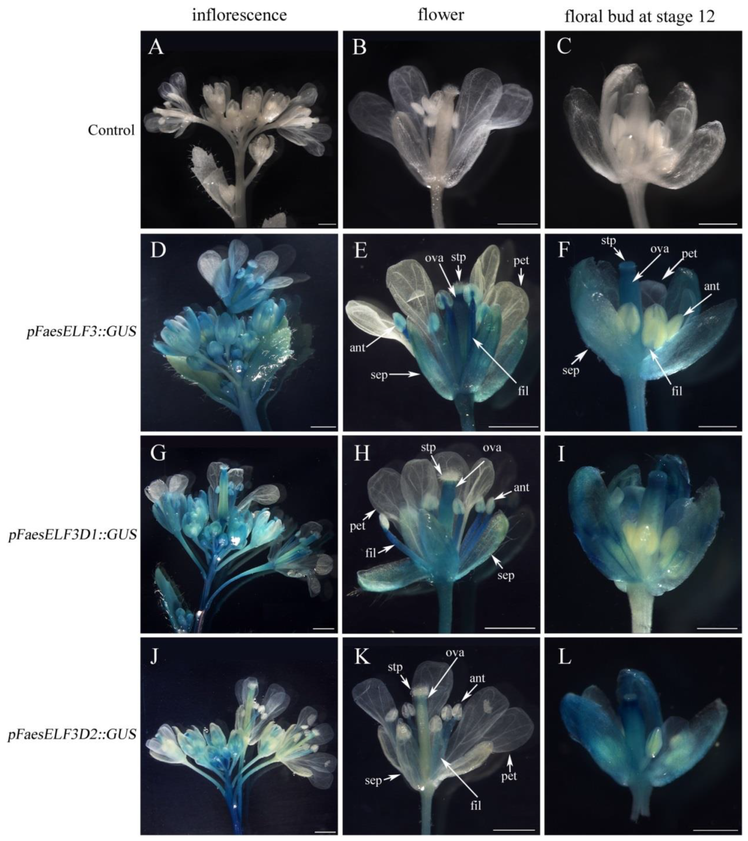 L500 FaesAP3_1 Regulates the FaesELF3 Gene Involved in Filament