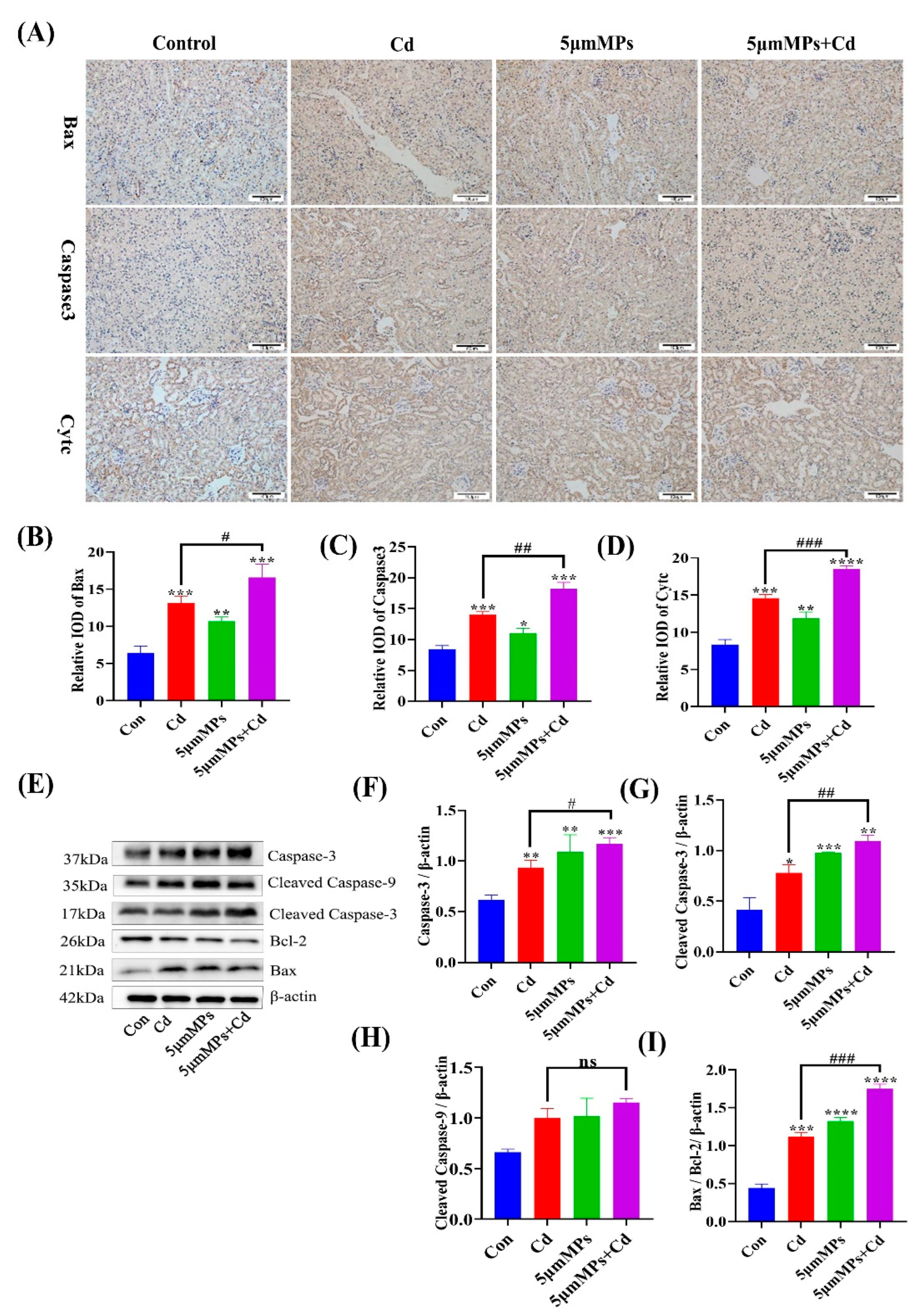 Ijms 23 14411 g004 Ijms 23 14411 g004