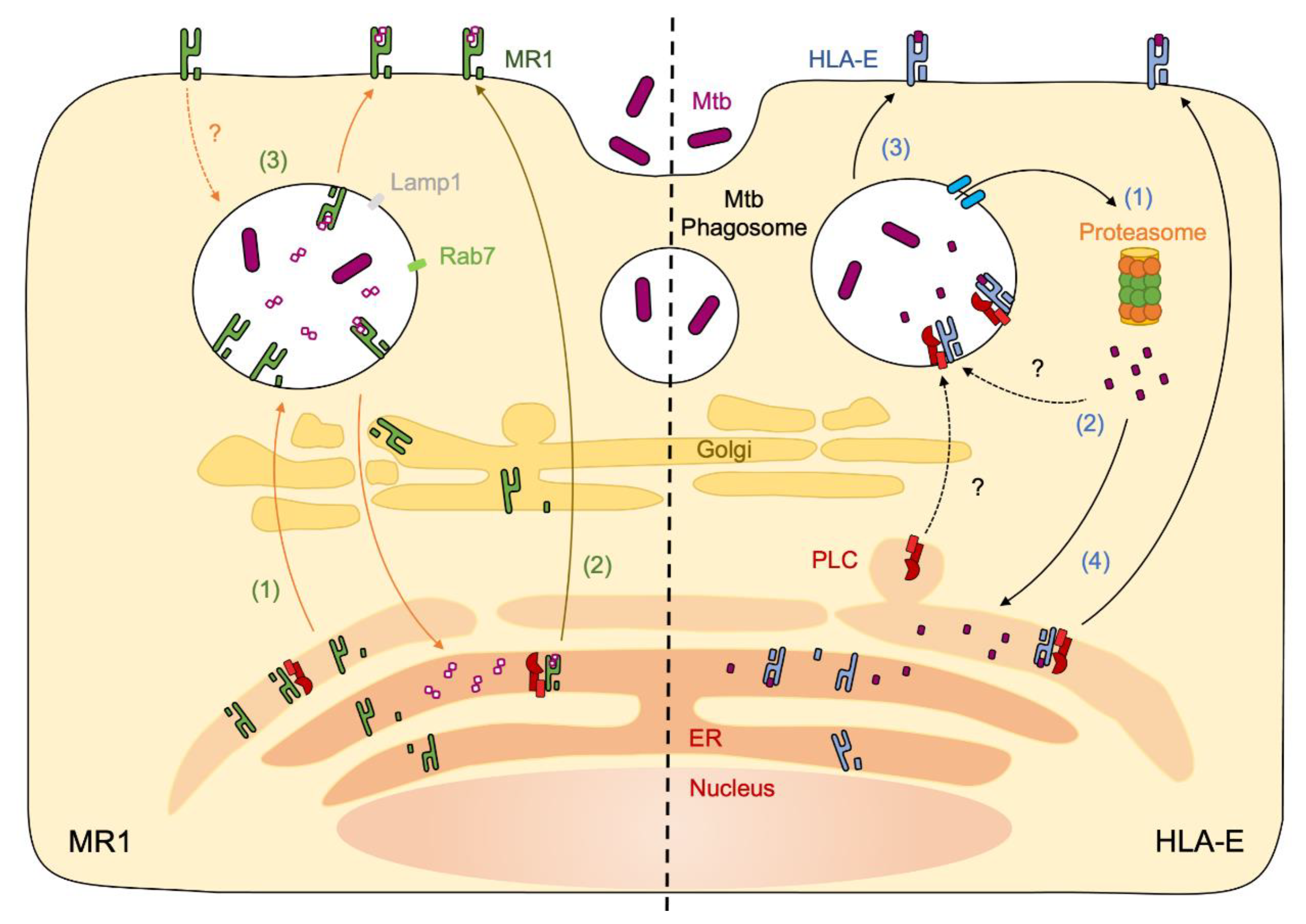 Ijms 23 14412 g001 Ijms 23 14412 g001