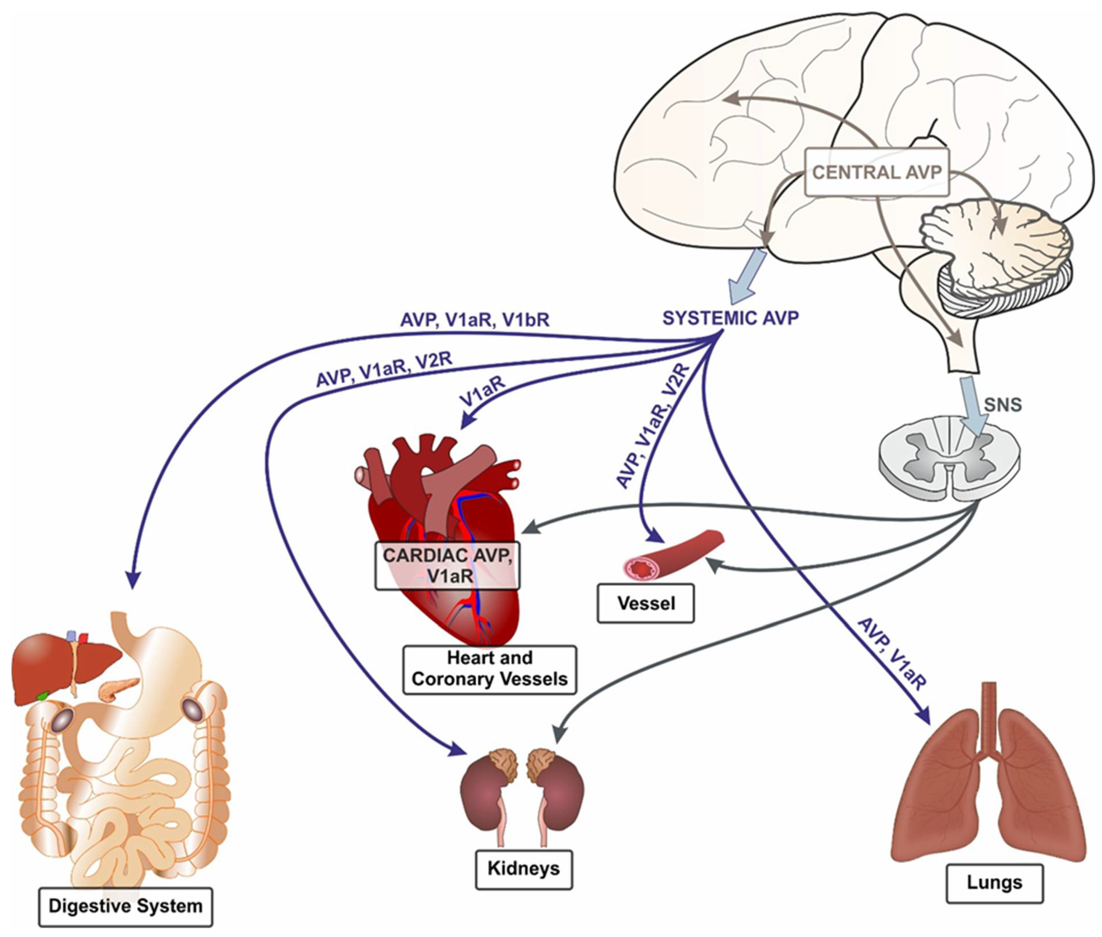 Braz J Cardiovasc Surg - The pulmonary vascular blood supply in