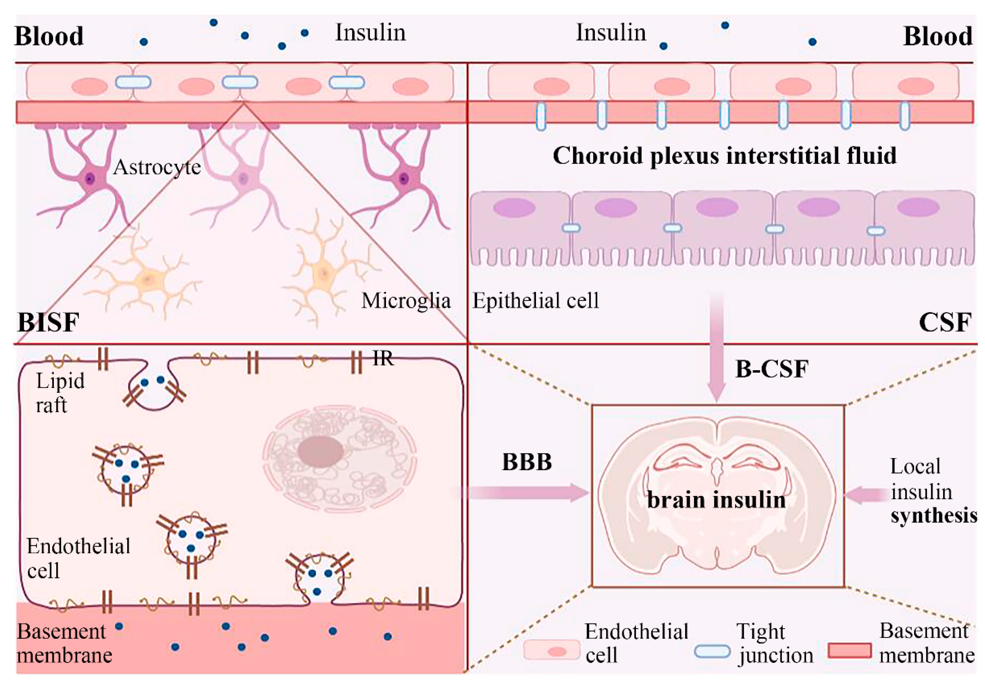 2024人気の The Role of Insulin Signaling in Hippocampal-Related フェイスクリーム