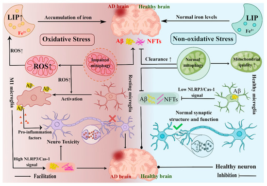 The Role of Insulin Signaling in Hippocampal-Related