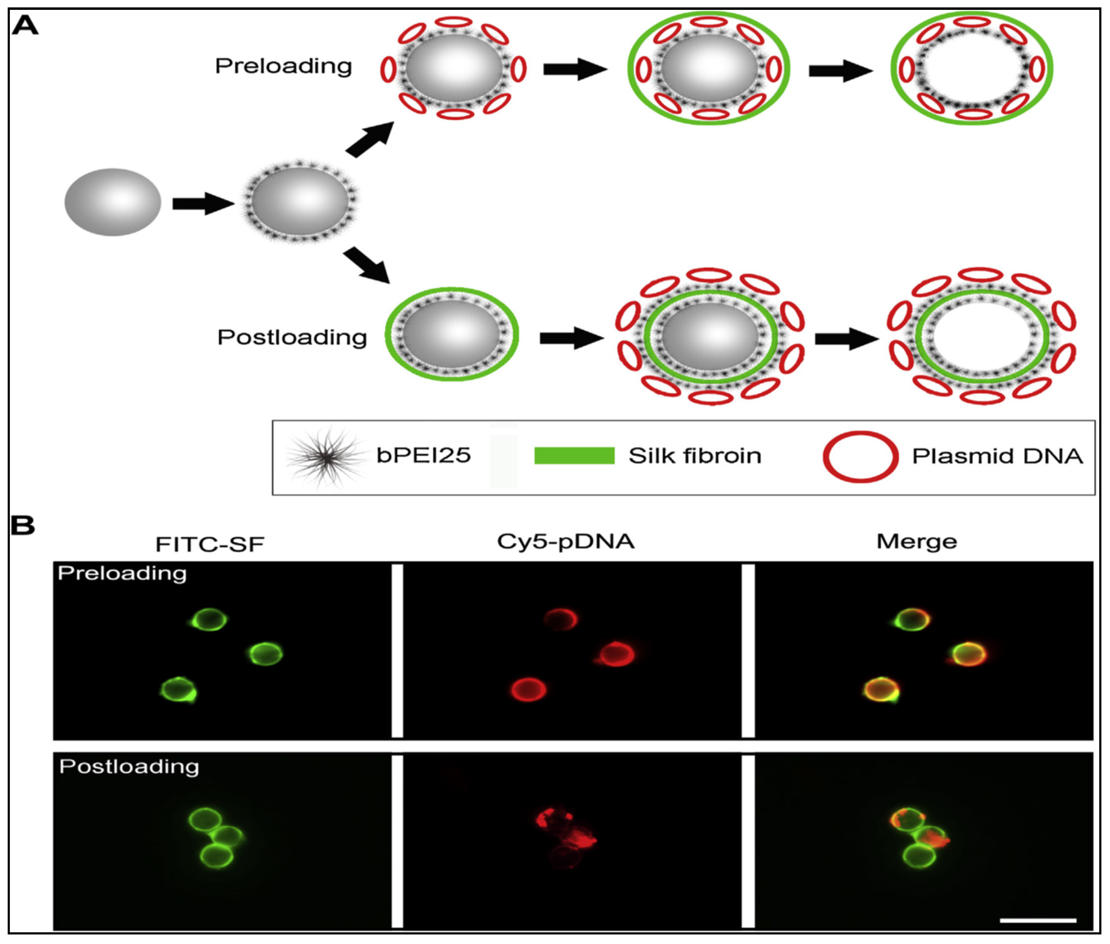 Ijms 23 14421 g003 Ijms 23 14421 g003