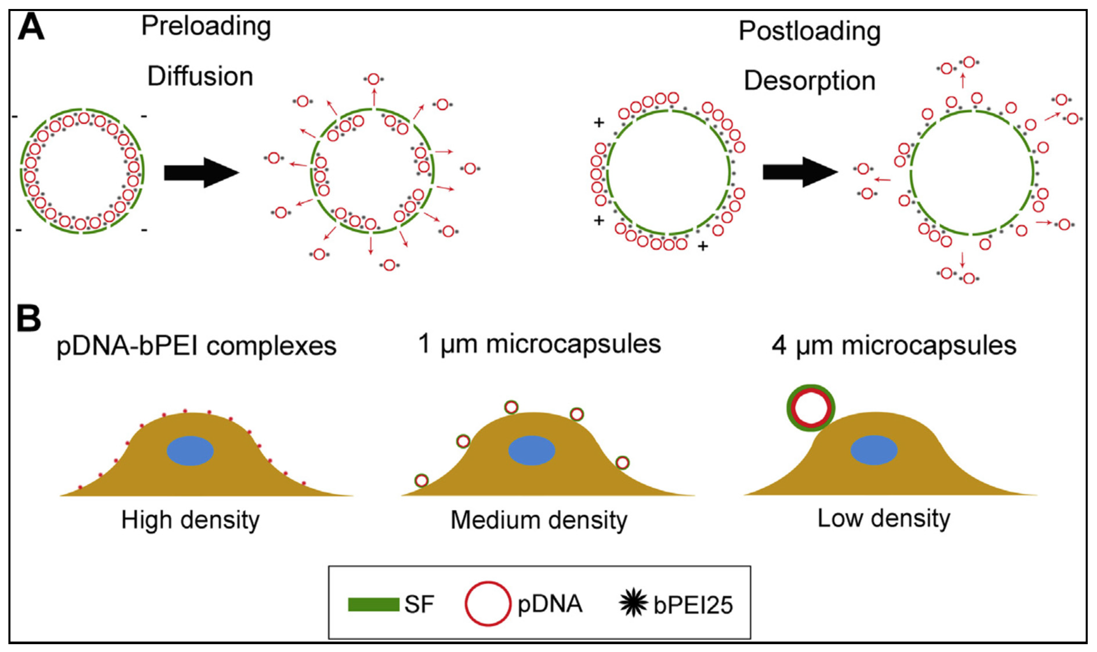 Ijms 23 14421 g004 Ijms 23 14421 g004