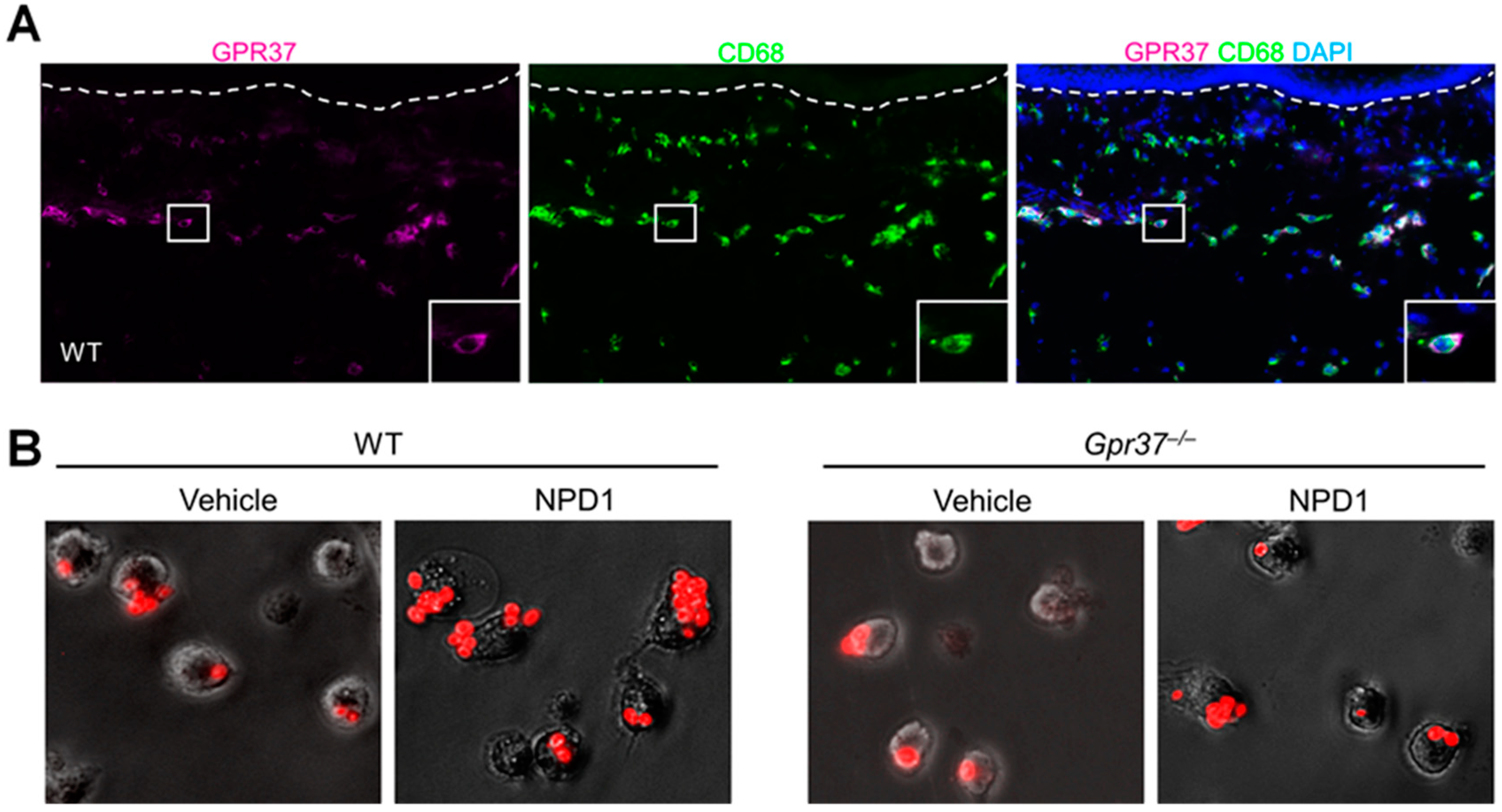Ijms 23 14426 g002 Ijms 23 14426 g002