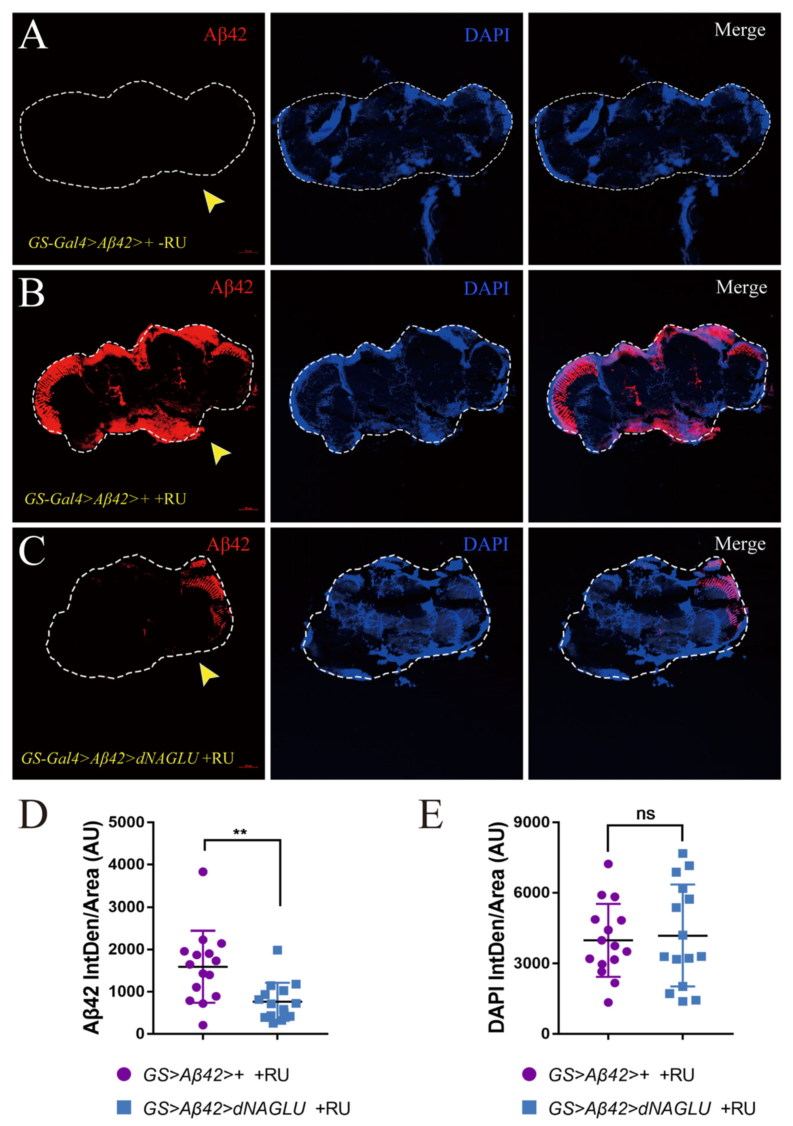 Ijms 23 14433 g004 Ijms 23 14433 g004