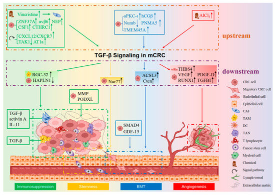 TT TGF-β Signaling in Metastatic Colorectal Cancer (mCRC): From