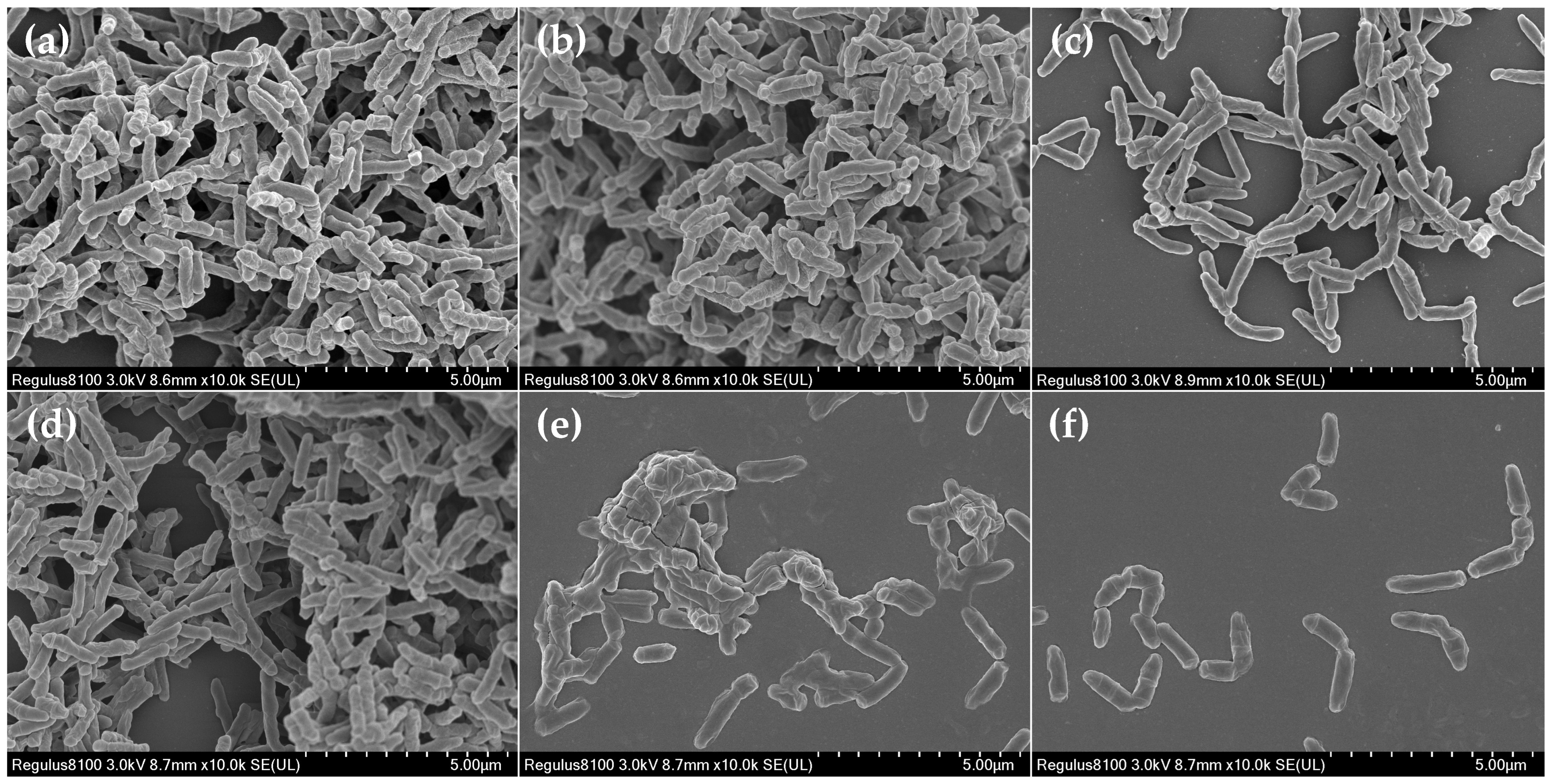 Ijms 23 14451 g004 Ijms 23 14451 g004