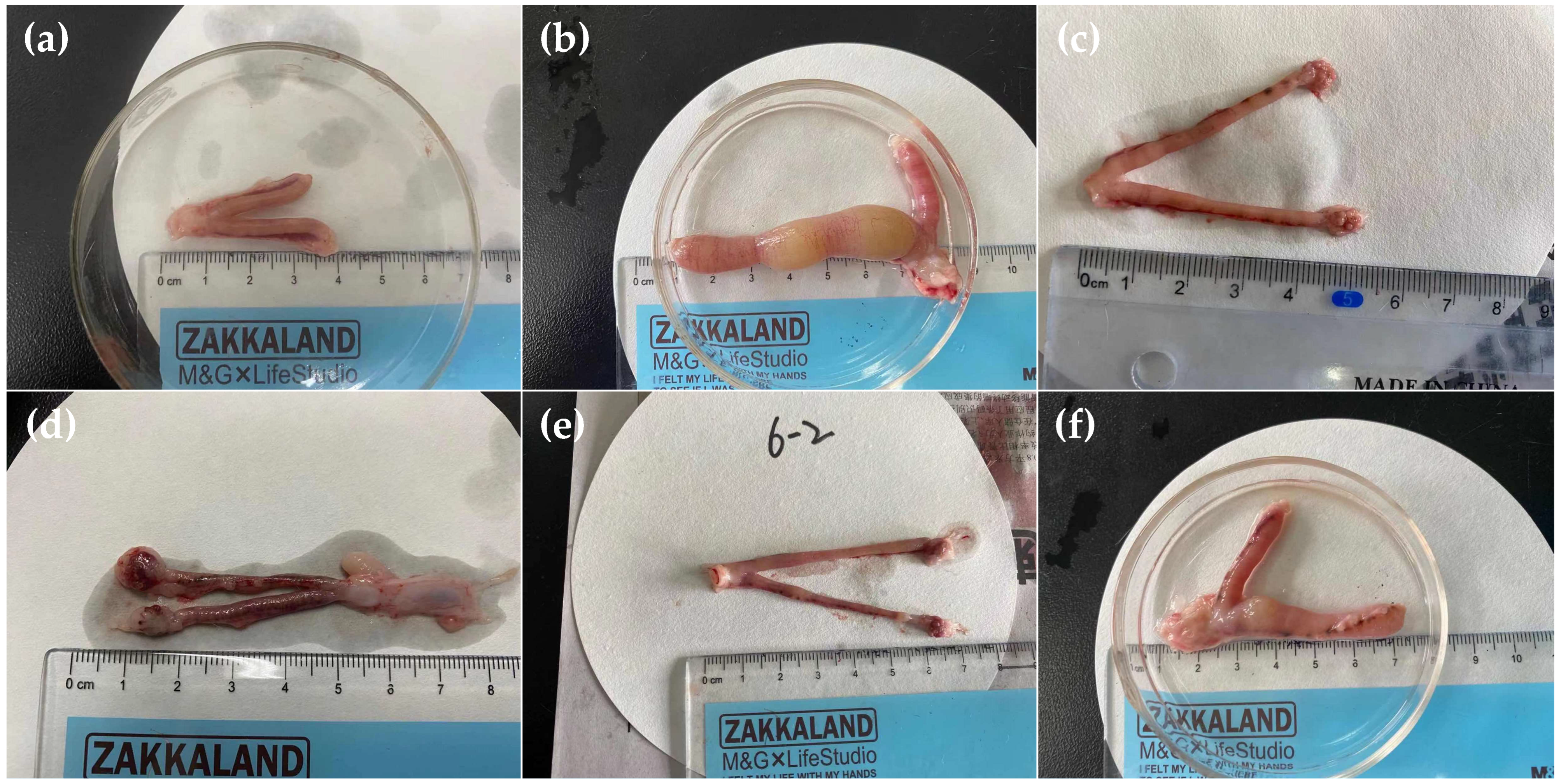 Ijms 23 14451 g007 Ijms 23 14451 g007