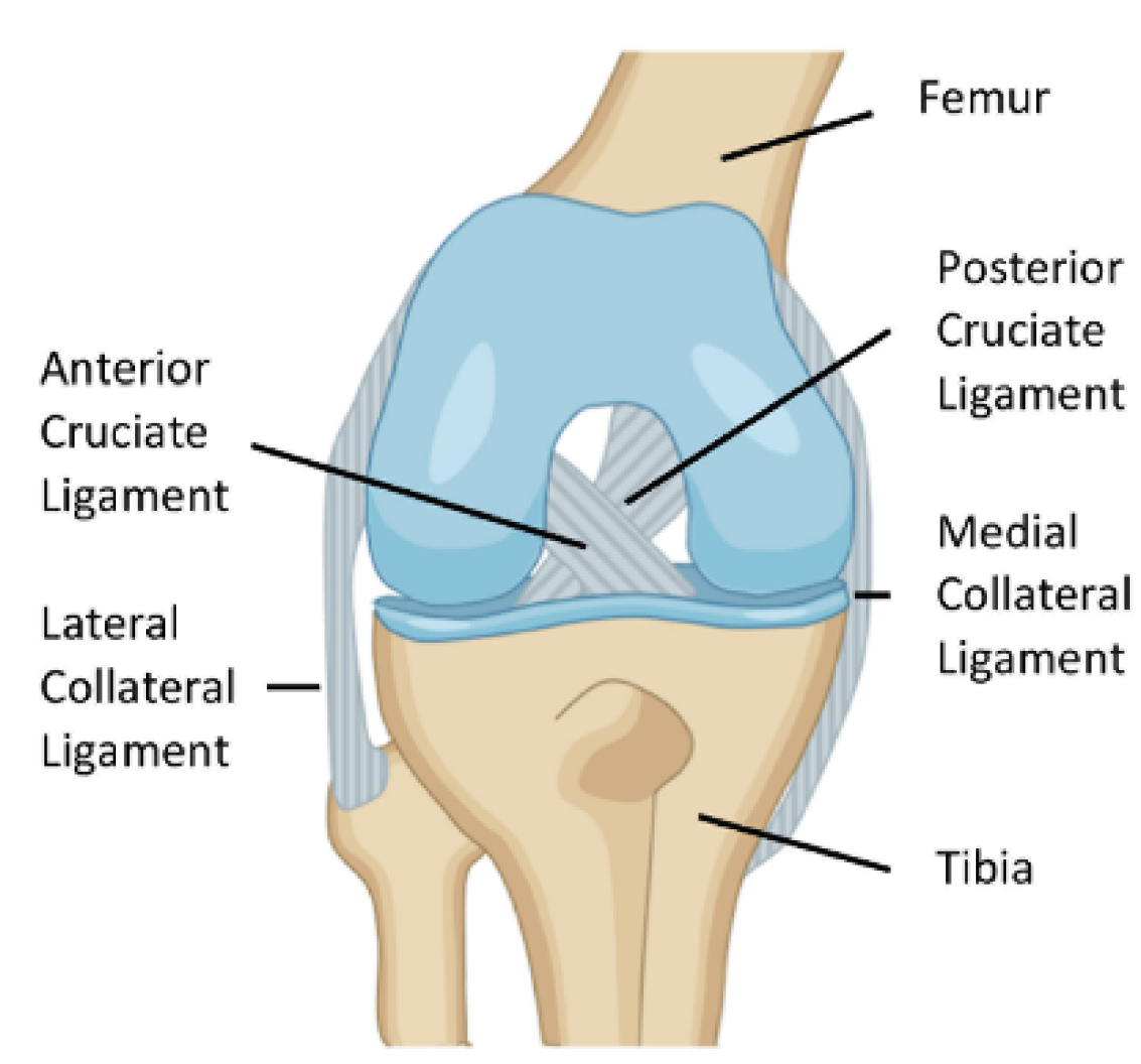 Medial Collateral Ligament (MCL) / Lateral Collateral Ligament (LCL)  Injuries: - Primal Physiotherapy