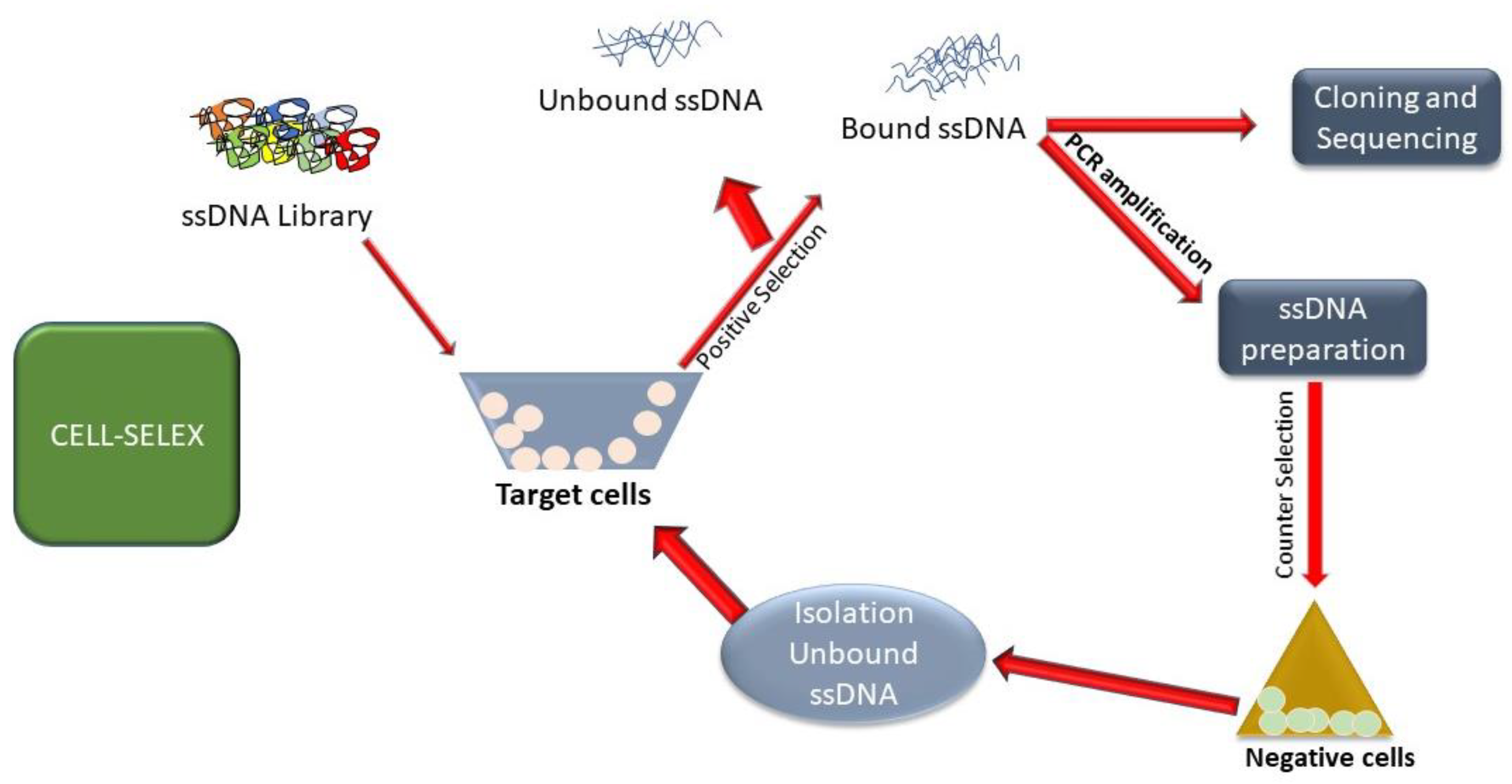 Ijms 23 14475 g004 Ijms 23 14475 g004