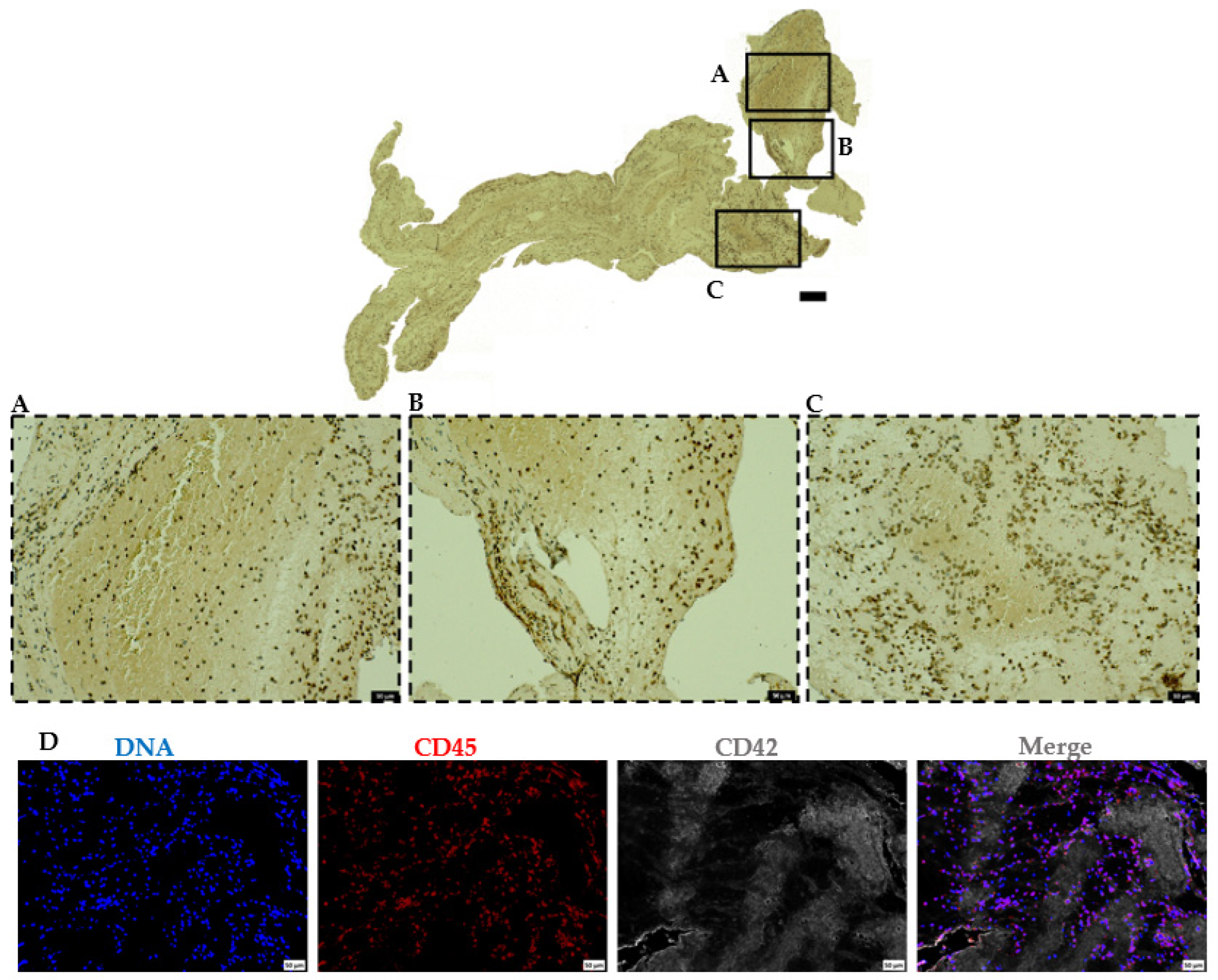 Ijms 23 14477 g006 Ijms 23 14477 g006