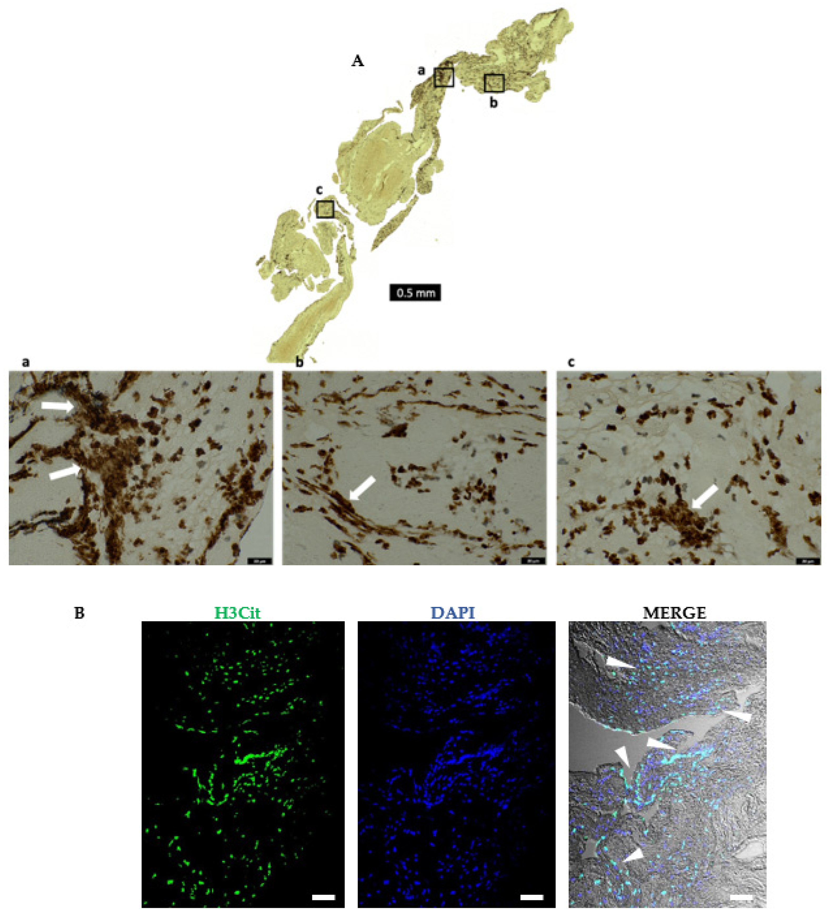 Ijms 23 14477 g007 Ijms 23 14477 g007