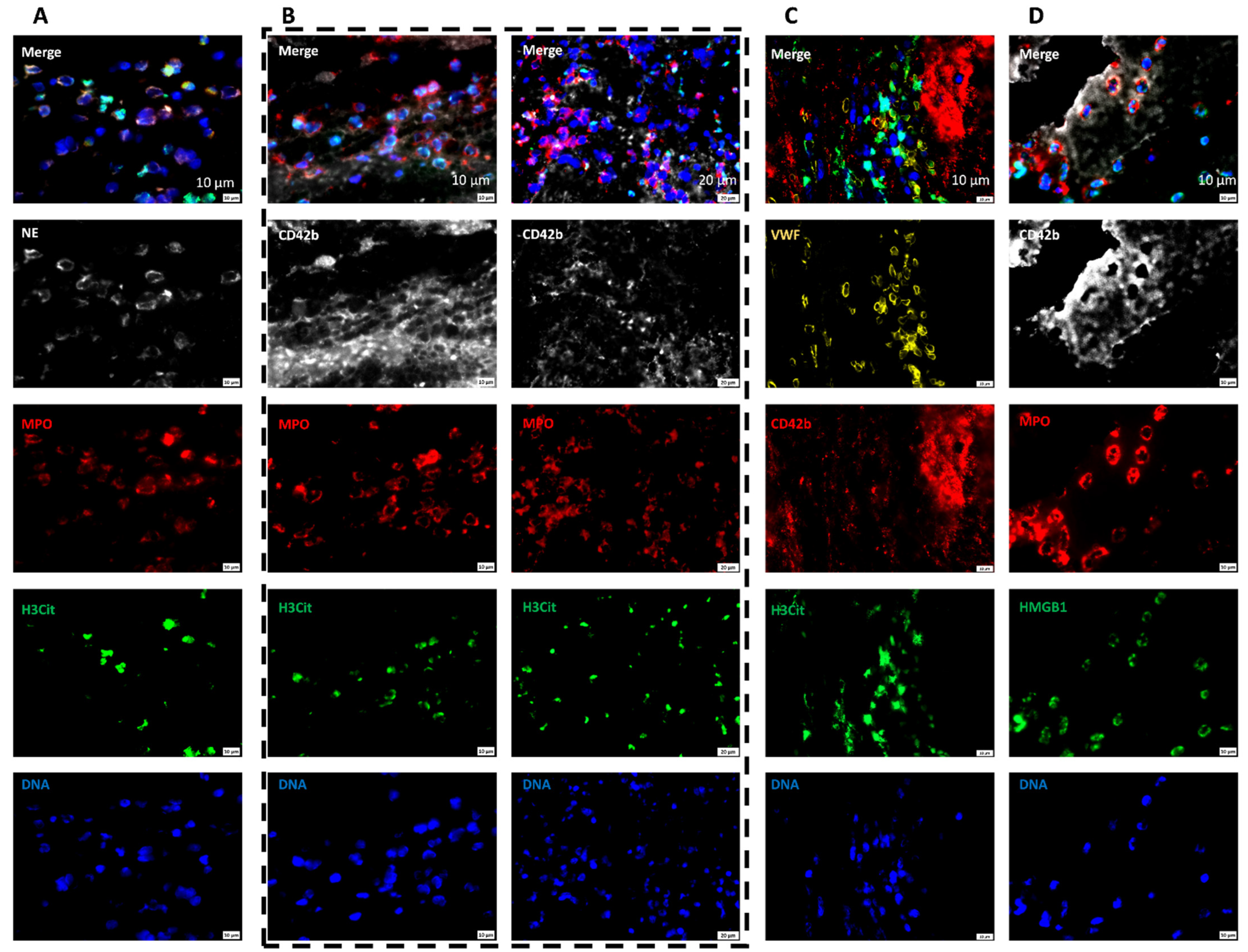 Ijms 23 14477 g009 Ijms 23 14477 g009