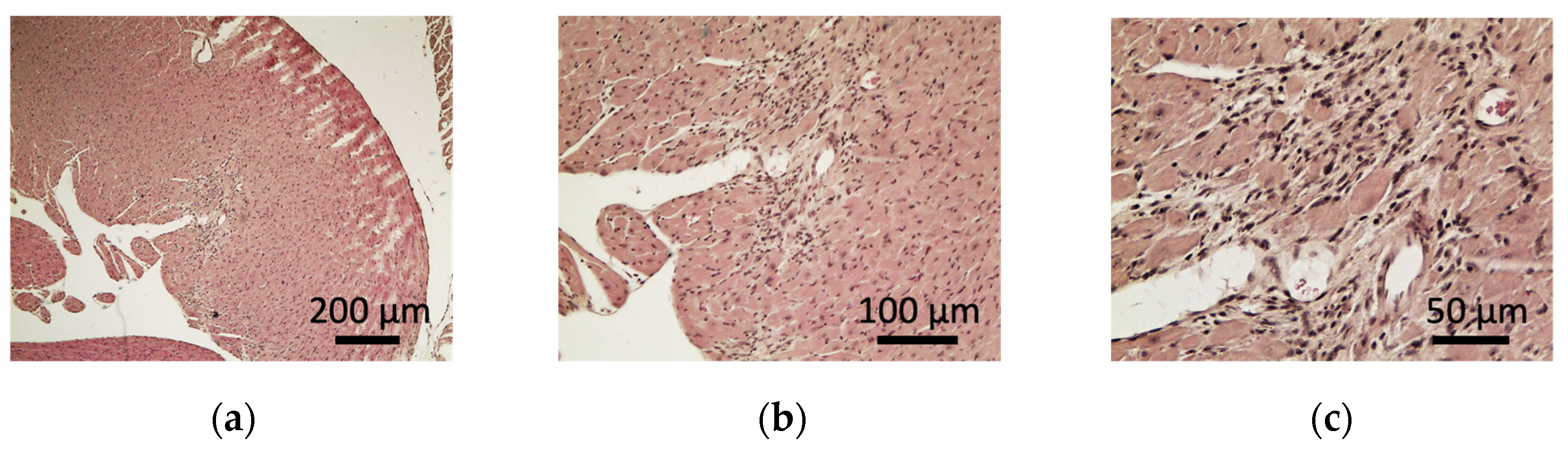 Ijms 23 14479 g003a Ijms 23 14479 g003a