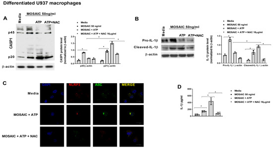 【ケム】 N-acetylcysteine Reduces Inflammasome Activation Induced by