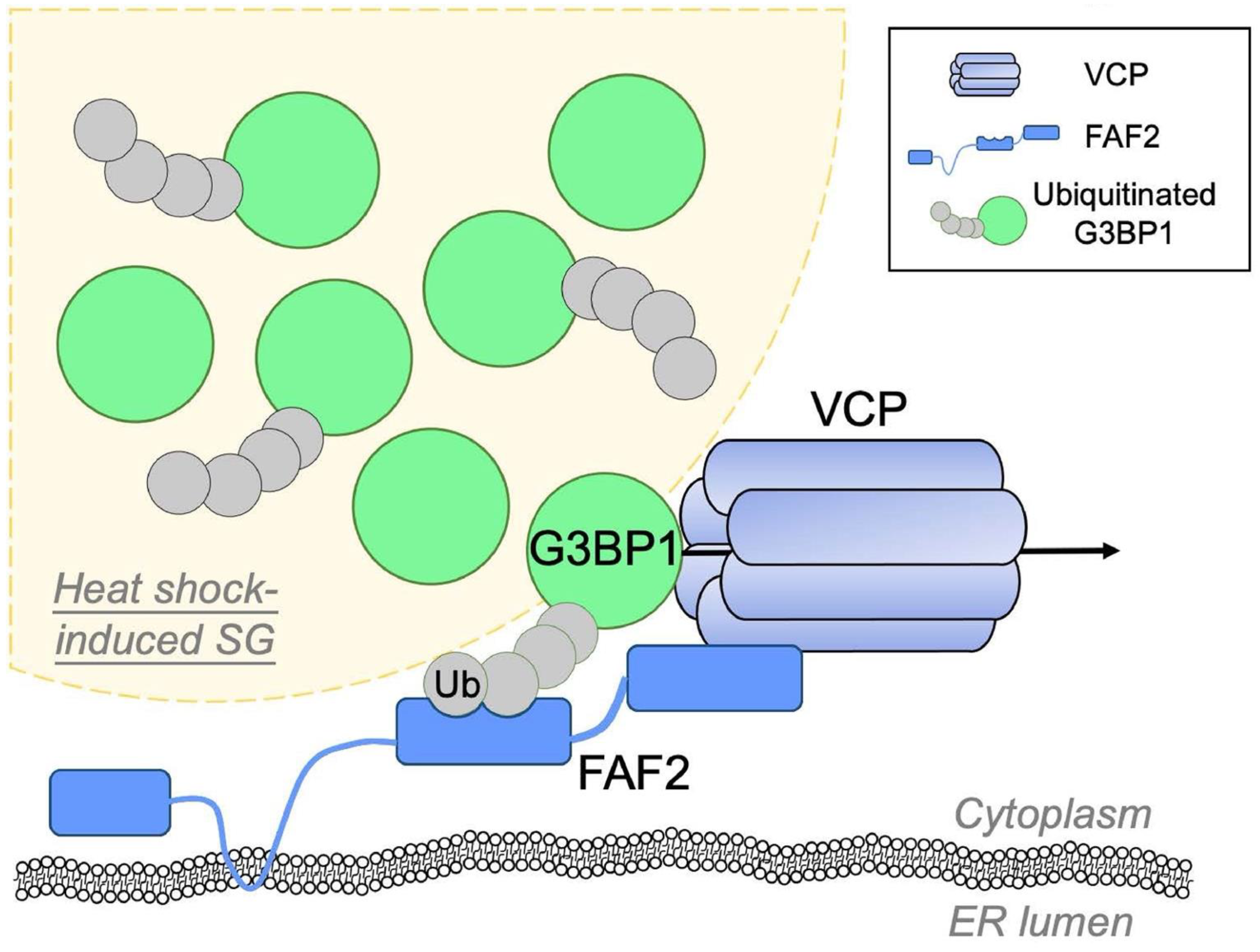 Ijms 23 14565 g002 Ijms 23 14565 g002