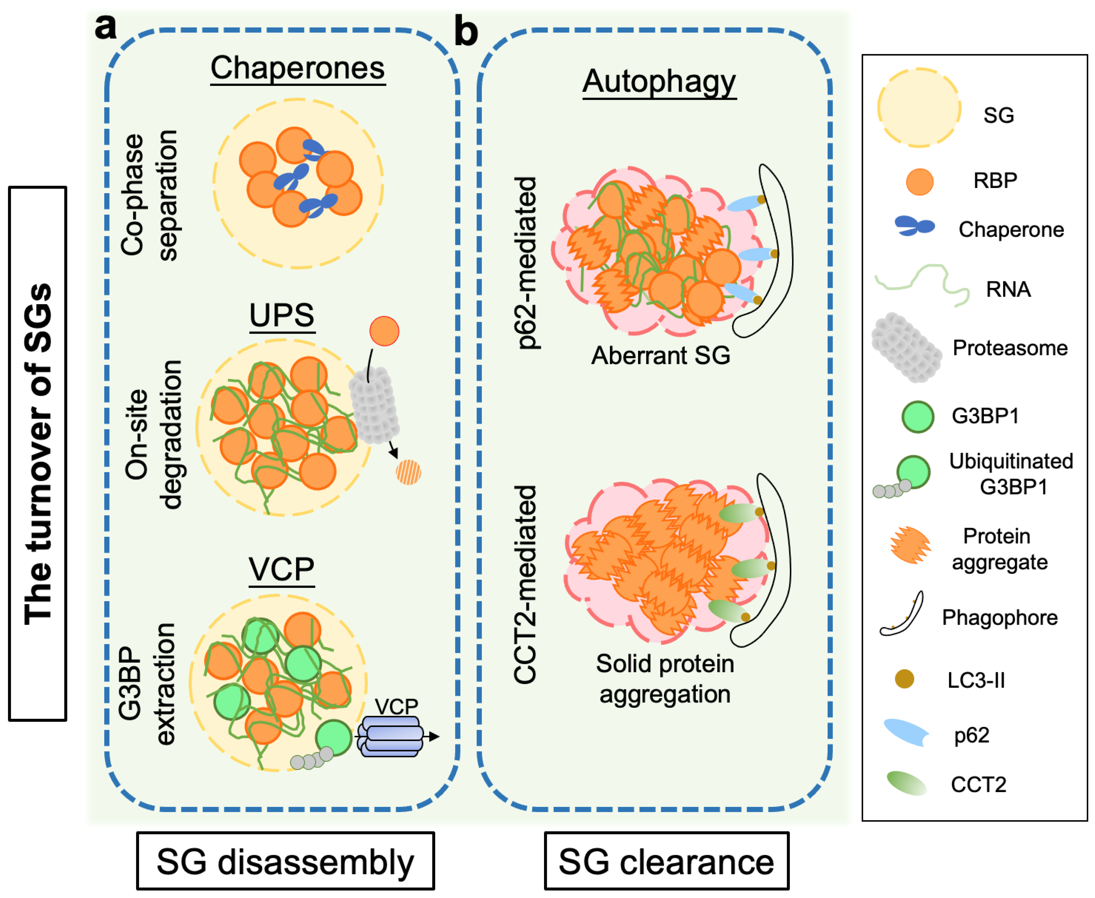 Ijms 23 14565 g003 Ijms 23 14565 g003