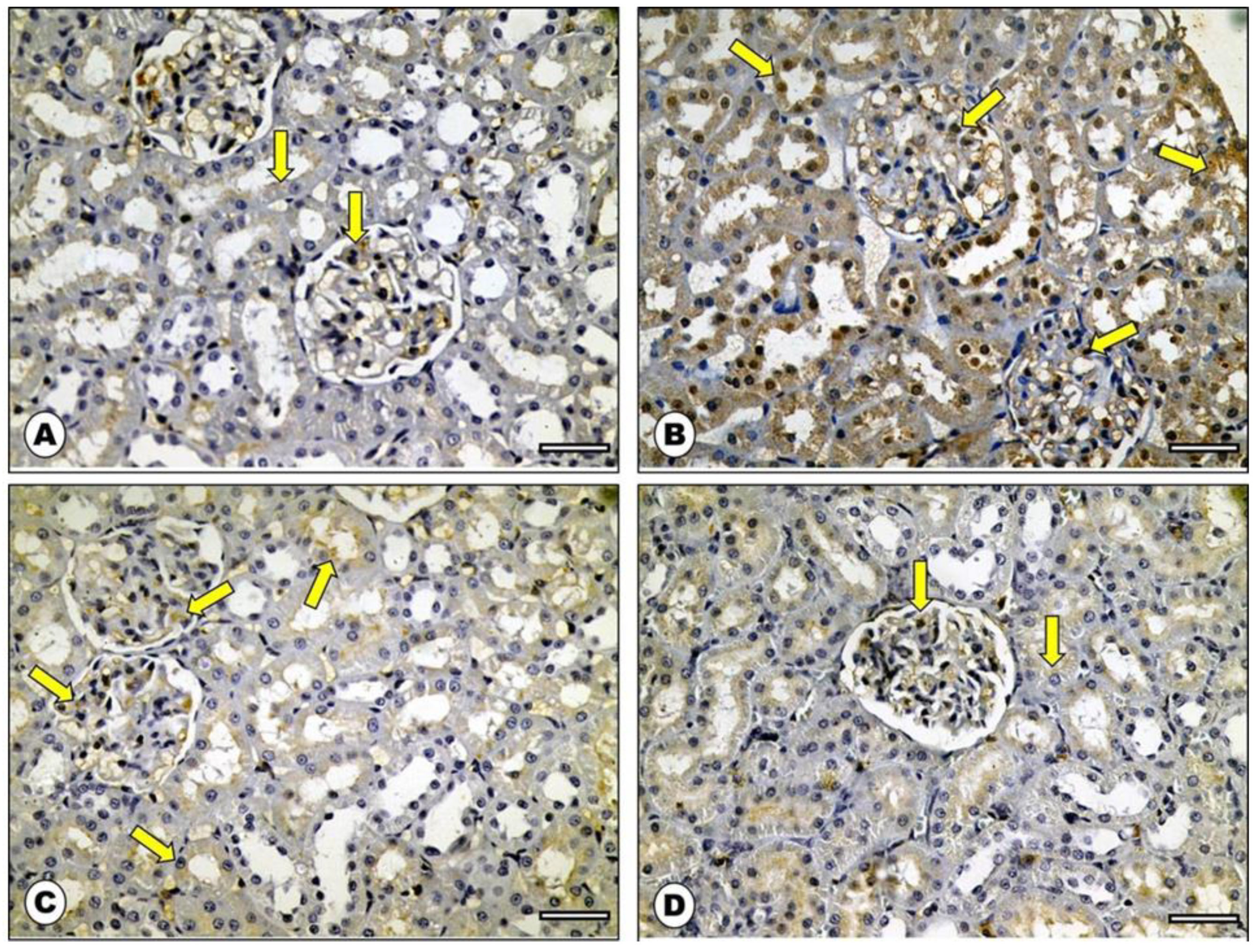 Ijms 23 14570 g007 Ijms 23 14570 g007