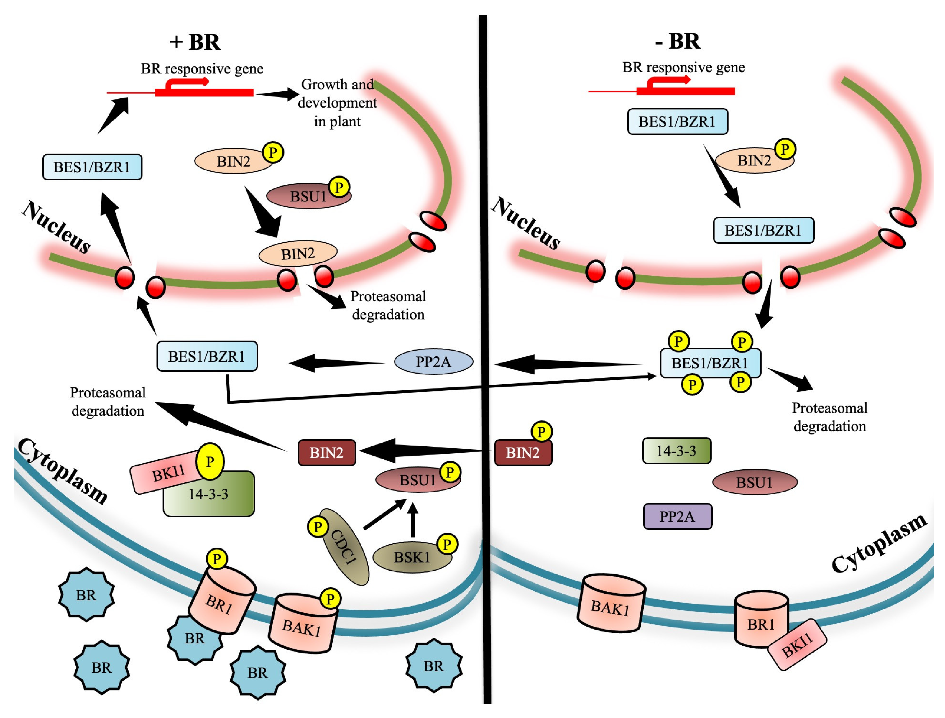 Ijms 23 14577 g002 Ijms 23 14577 g002