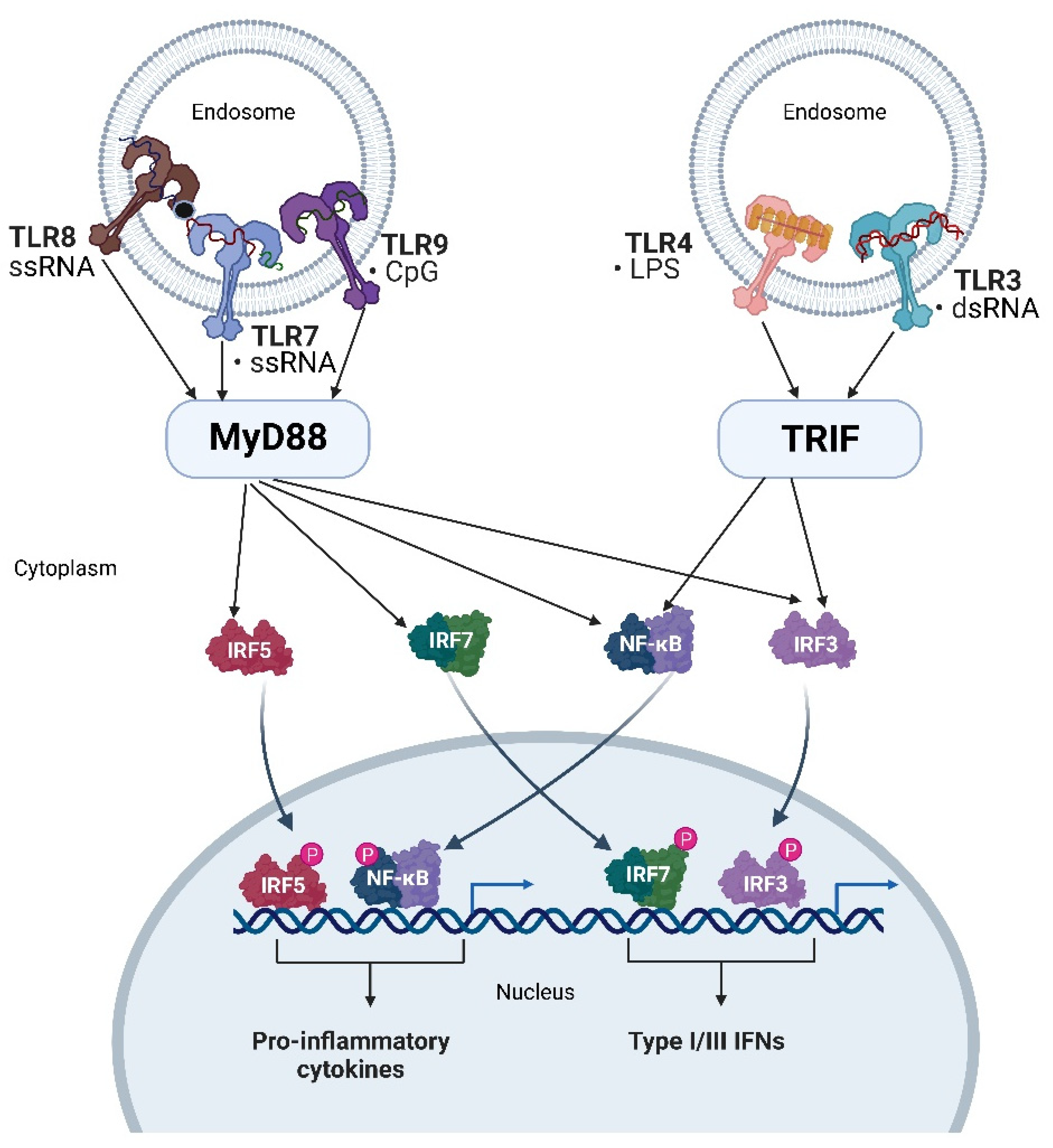Recent Advances on Biological Activities and Structural