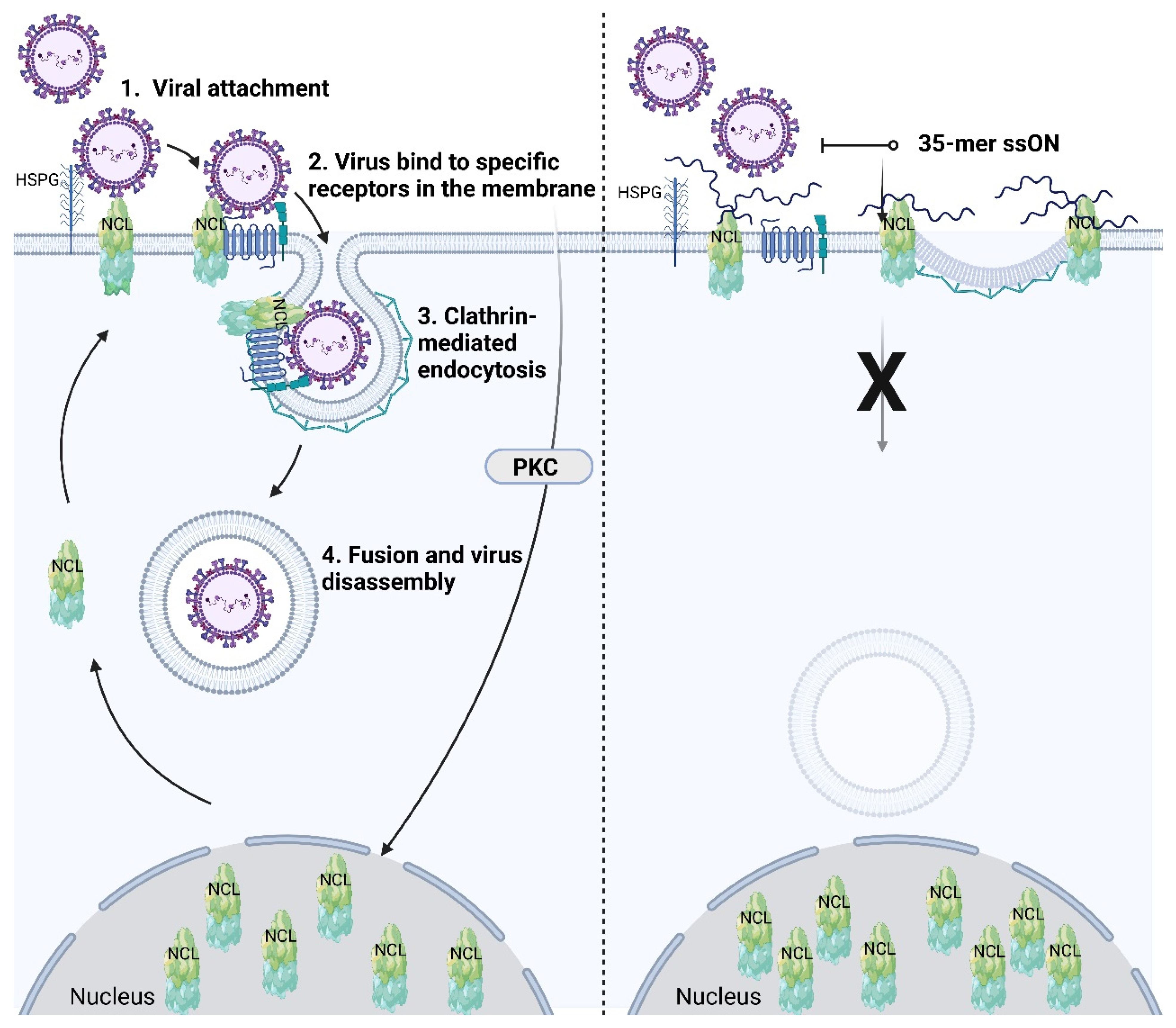 Is There a Role for Immunoregulatory and Antiviral Is There a Role for Immunoregulatory and Antiviral