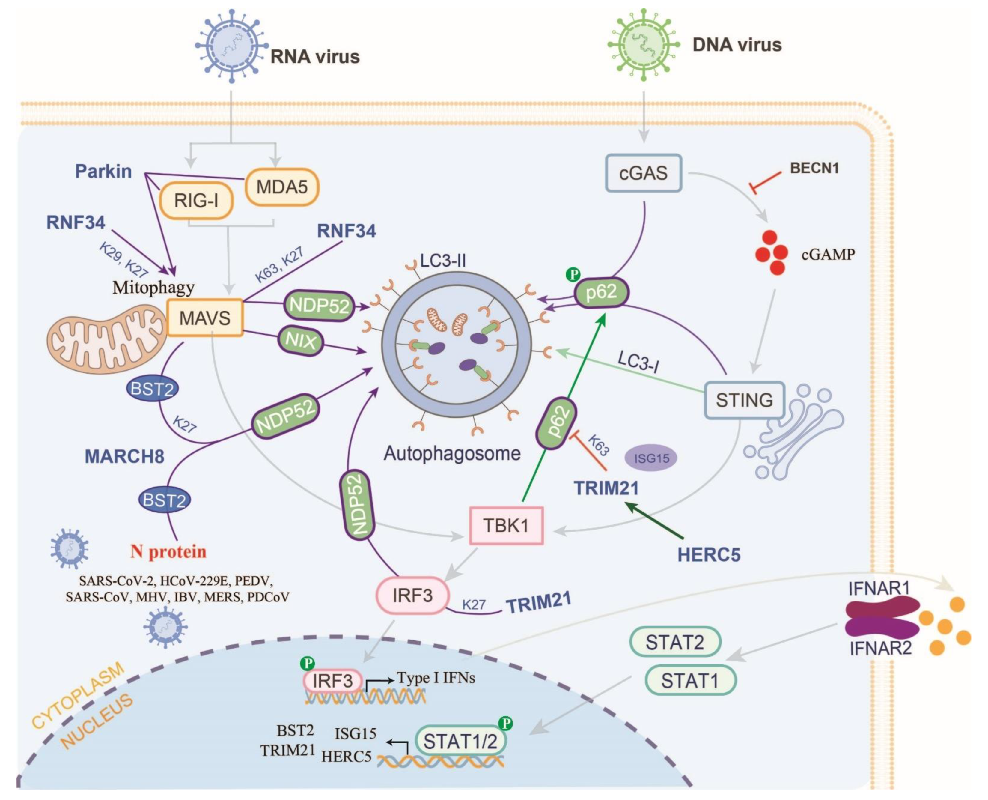 Ijms 23 14601 g004 Ijms 23 14601 g004