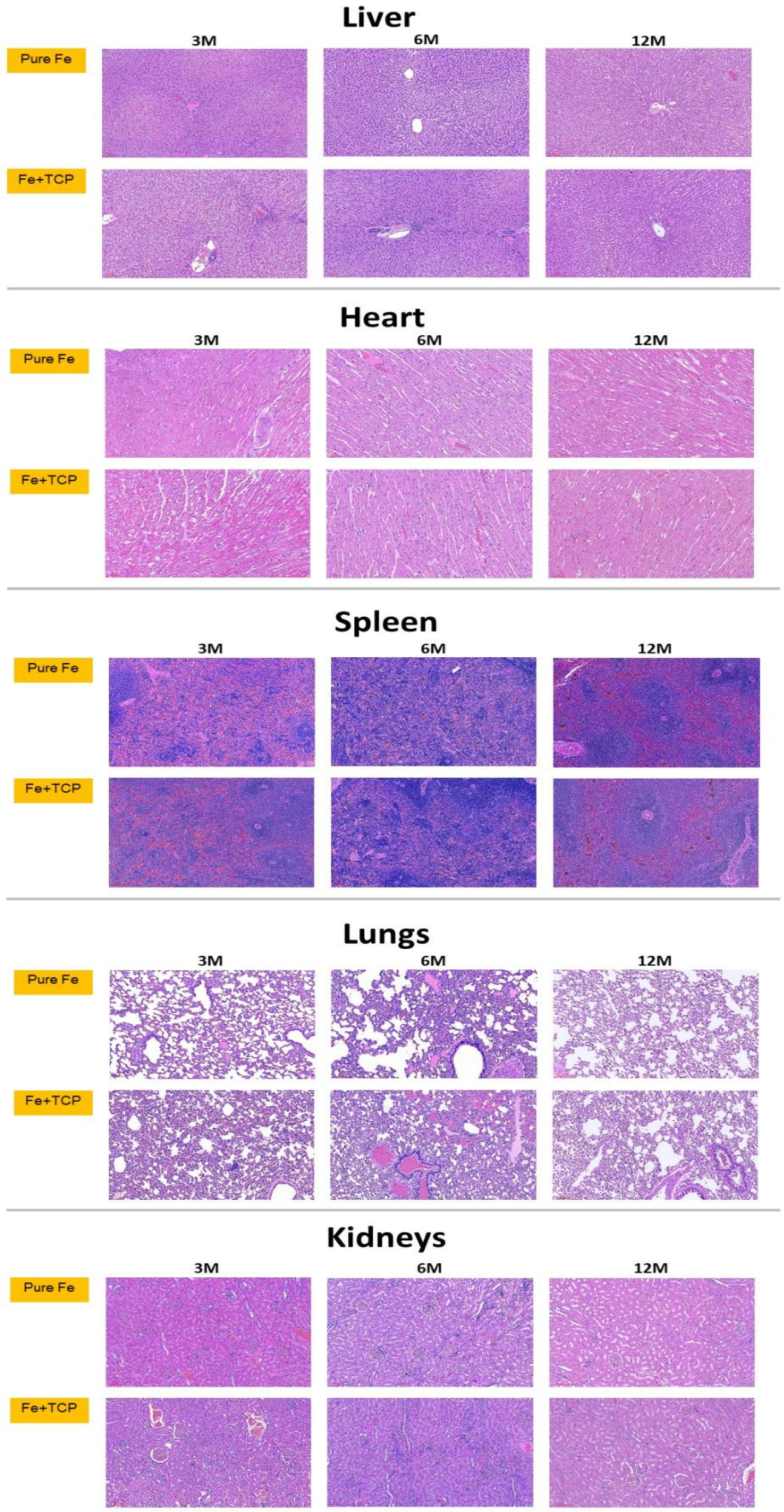 Ijms 23 14626 g008 Ijms 23 14626 g008
