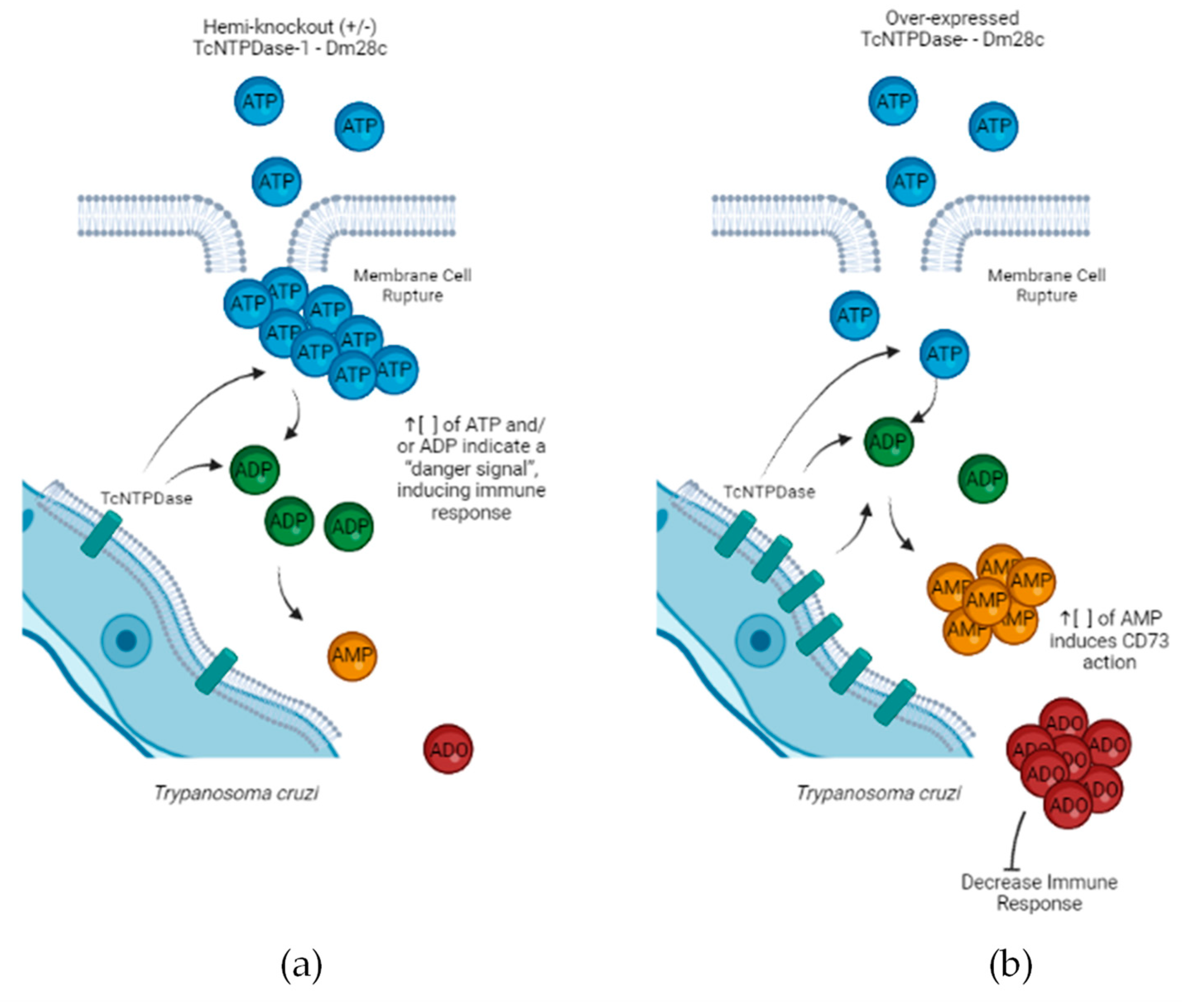 Ijms 23 14661 g006 Ijms 23 14661 g006