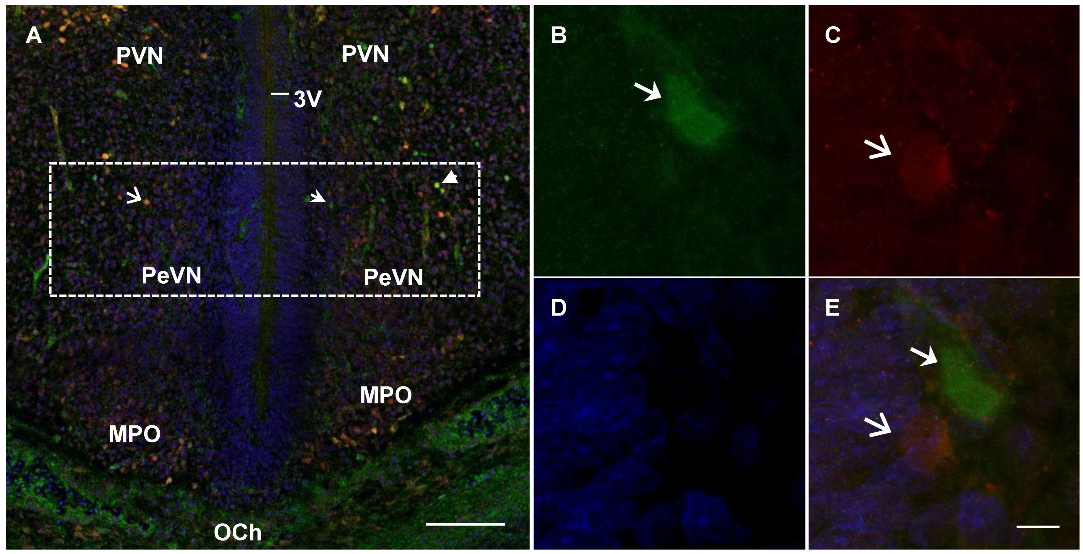 Ijms 23 14682 g003 Ijms 23 14682 g003