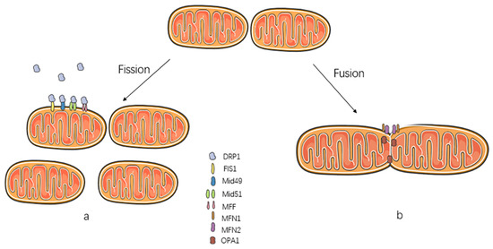 The role of Mitochondrial Fission Proteins in Mitochondrial Dynamics in ...