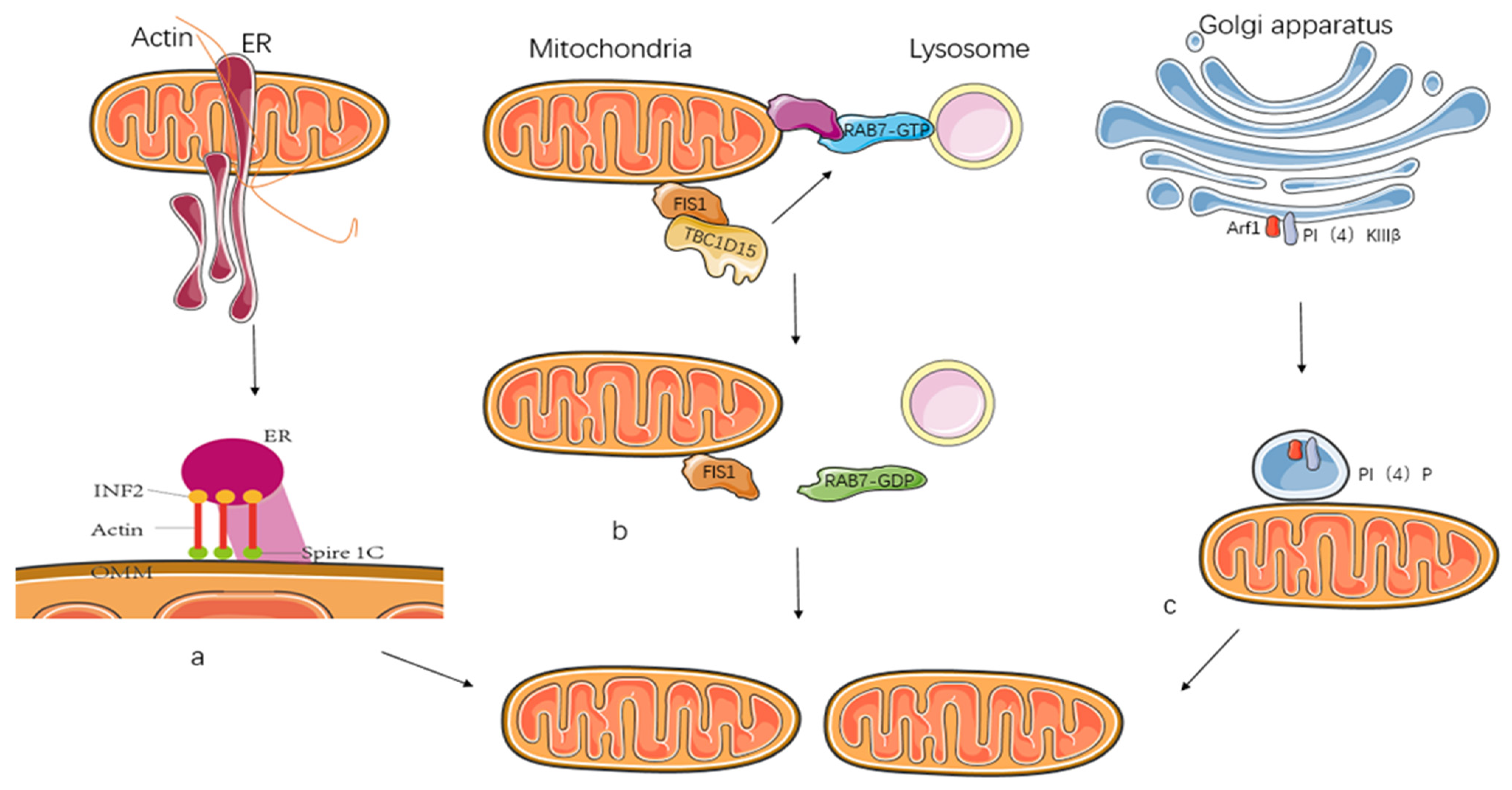 Ijms 23 14725 g004 Ijms 23 14725 g004
