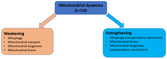 Targeting Mitochondrial Dynamics Proteins for the Development of ...