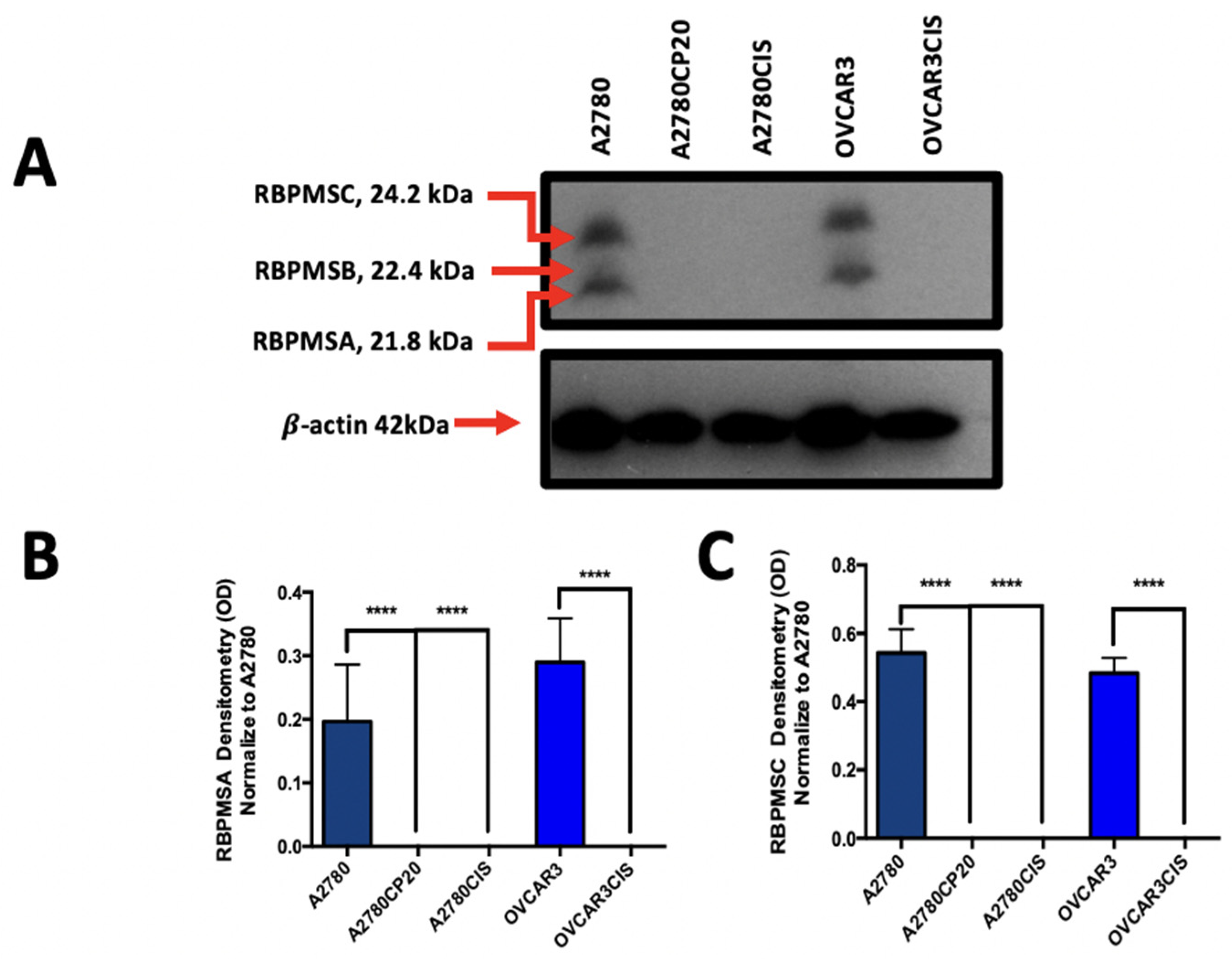 Ijms 23 14742 g001a Ijms 23 14742 g001a