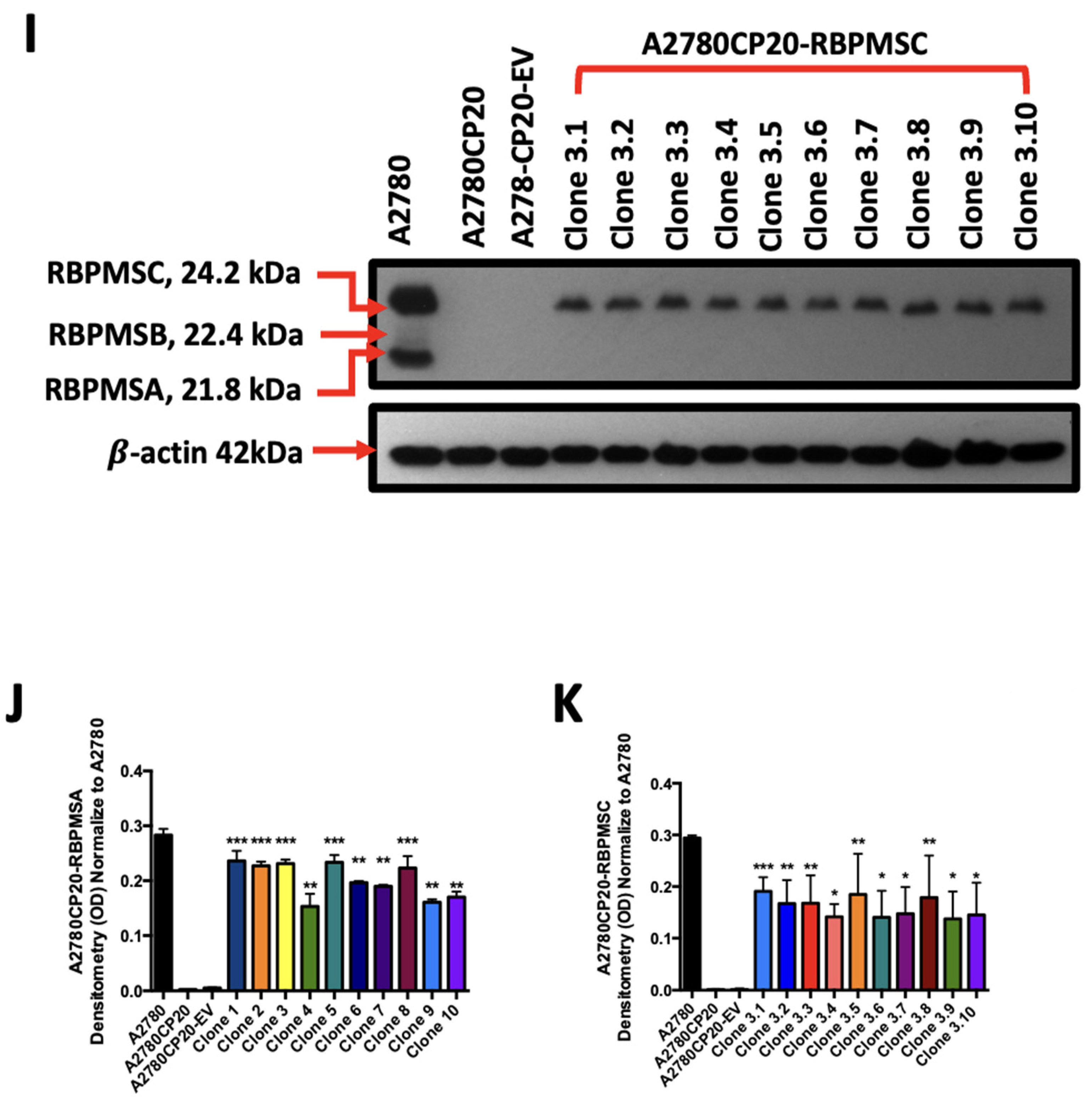 Ijms 23 14742 g001c Ijms 23 14742 g001c