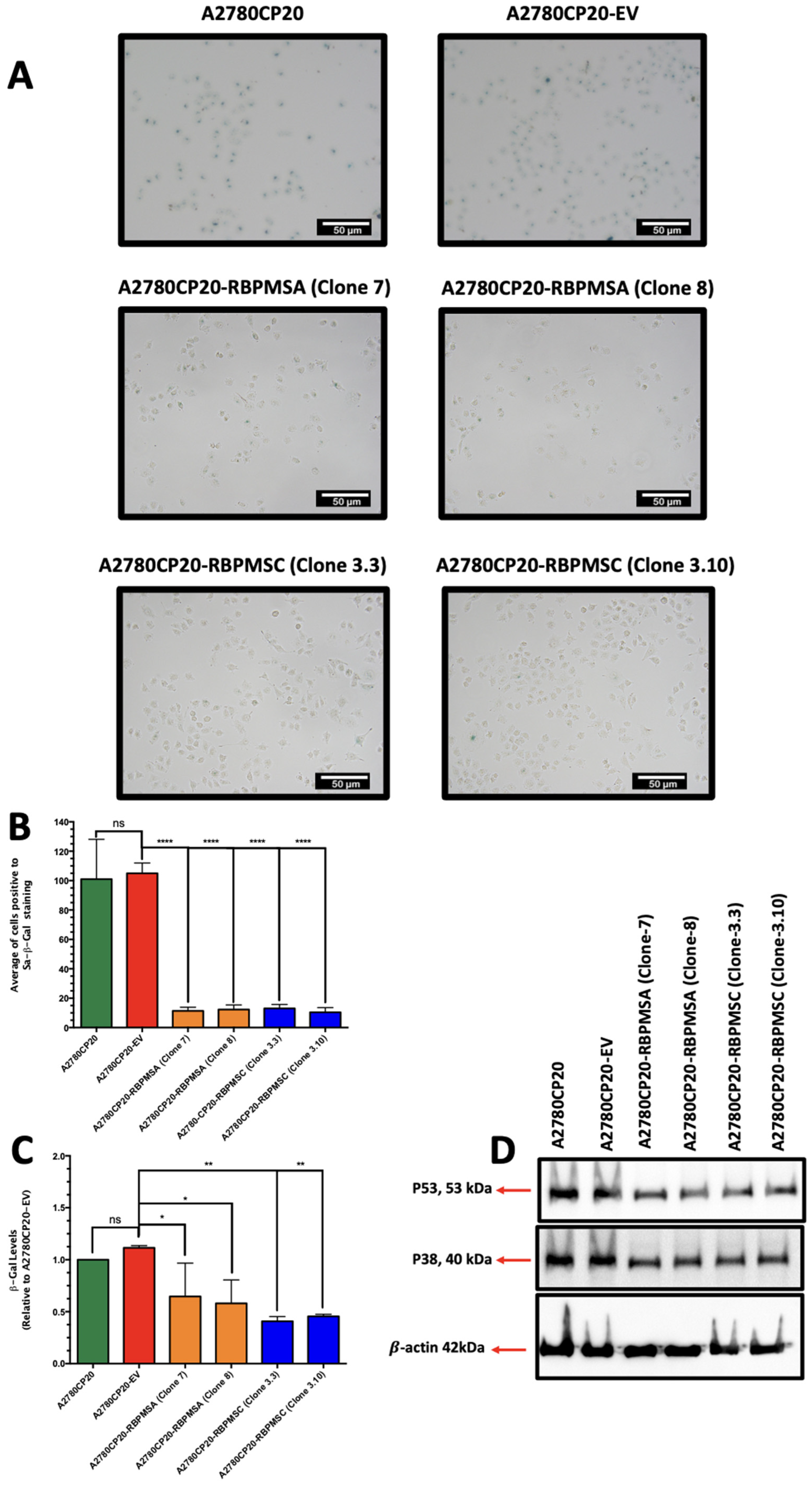 Ijms 23 14742 g003a Ijms 23 14742 g003a
