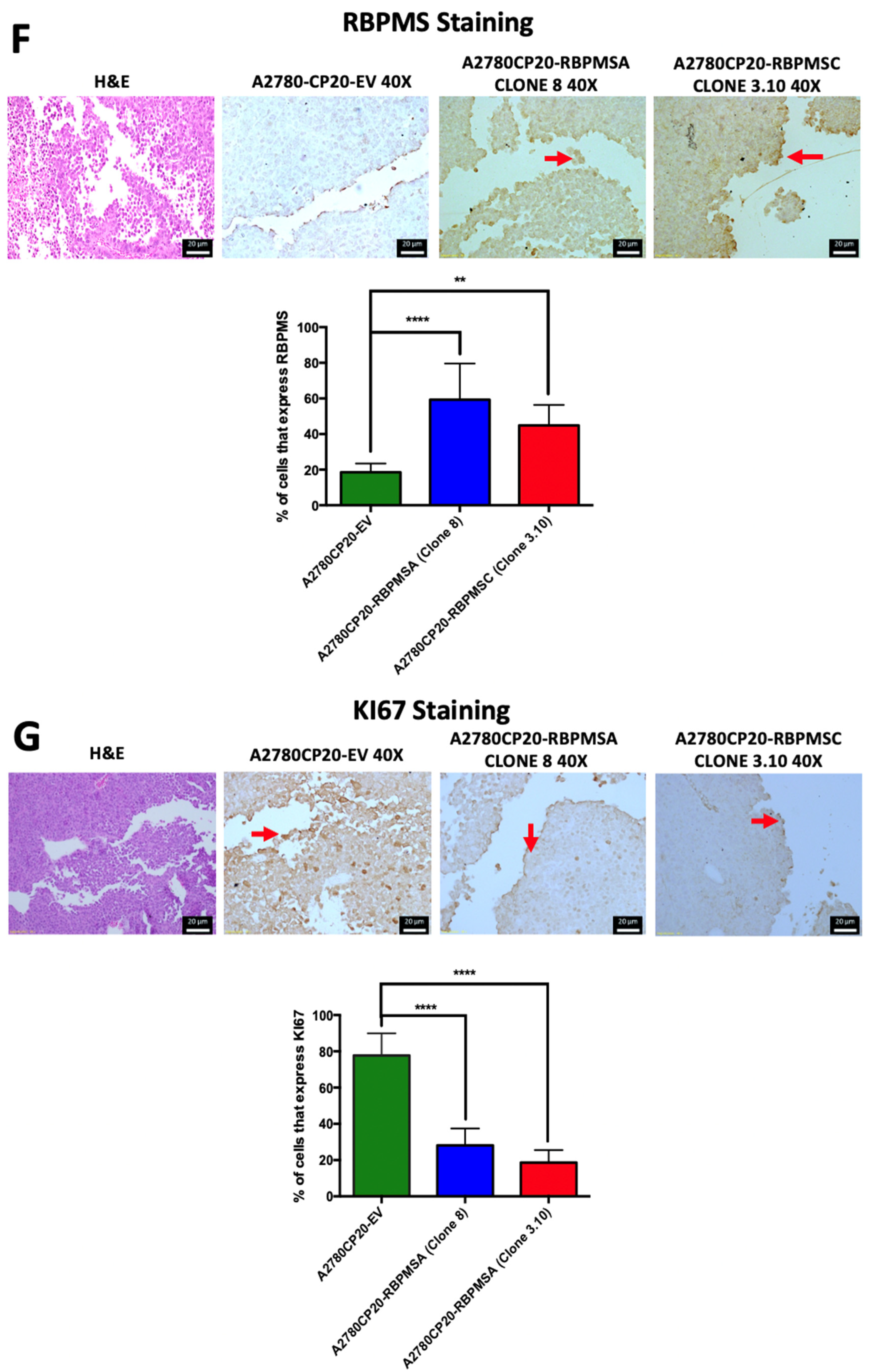 Ijms 23 14742 g004b Ijms 23 14742 g004b