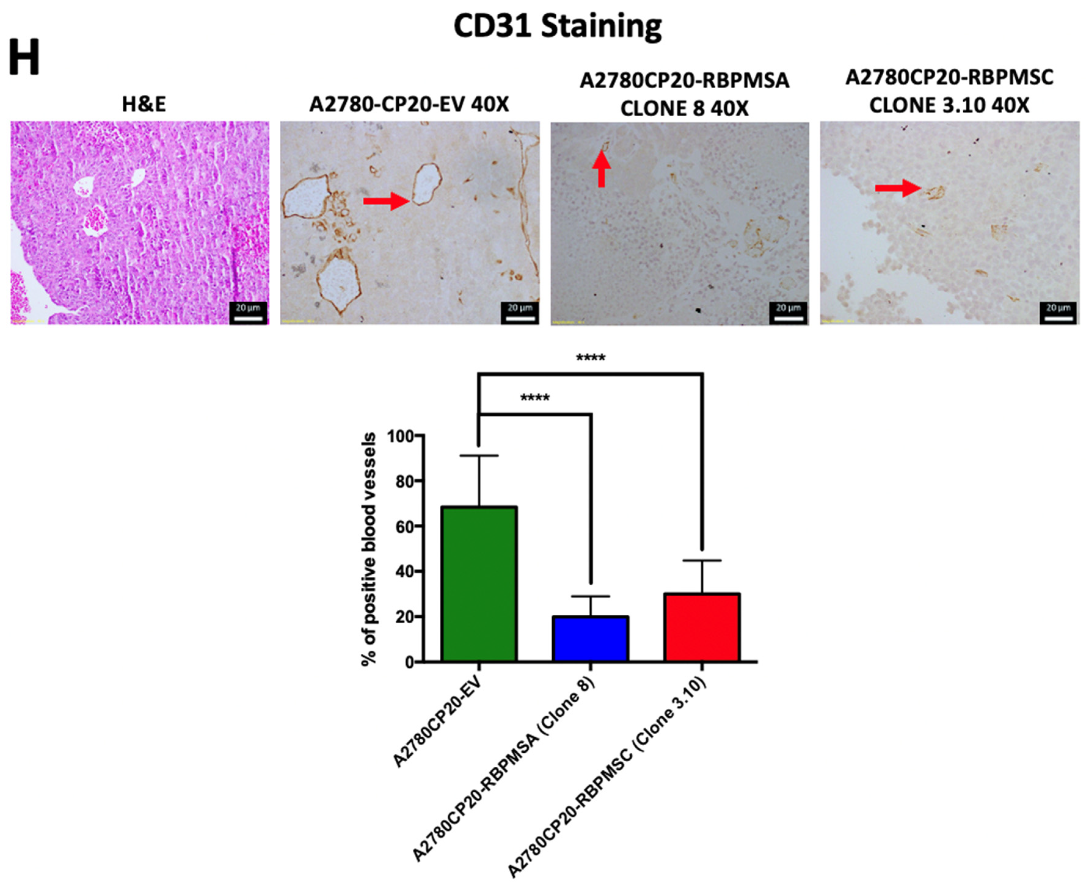 Ijms 23 14742 g004c Ijms 23 14742 g004c