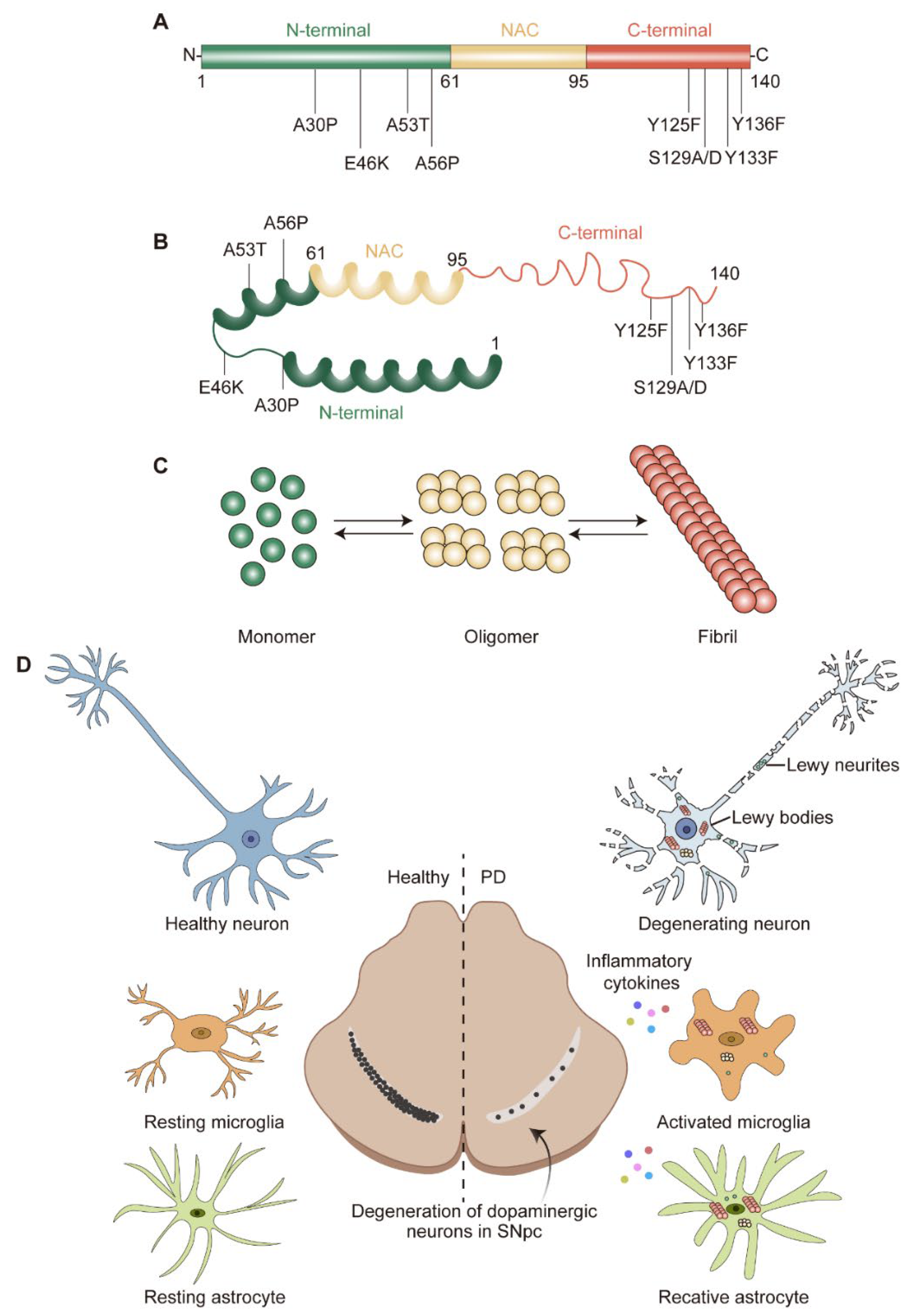 IJMS | Free Full-Text | Pathogenesis of α-Synuclein in