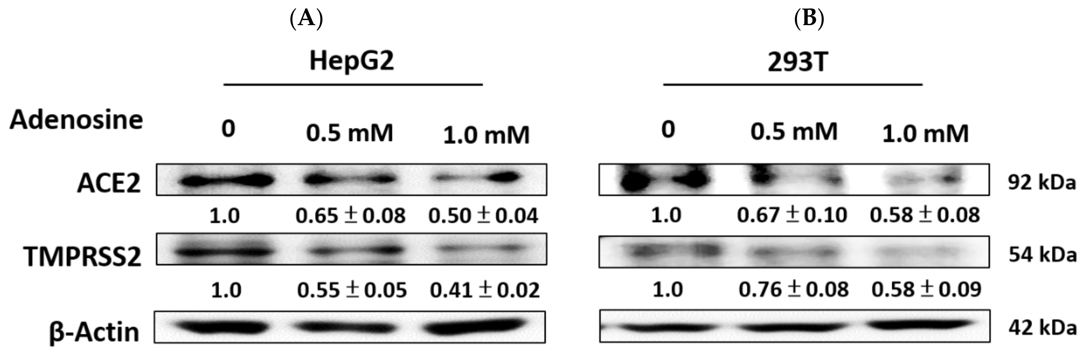 Ijms 23 14766 g004 Ijms 23 14766 g004