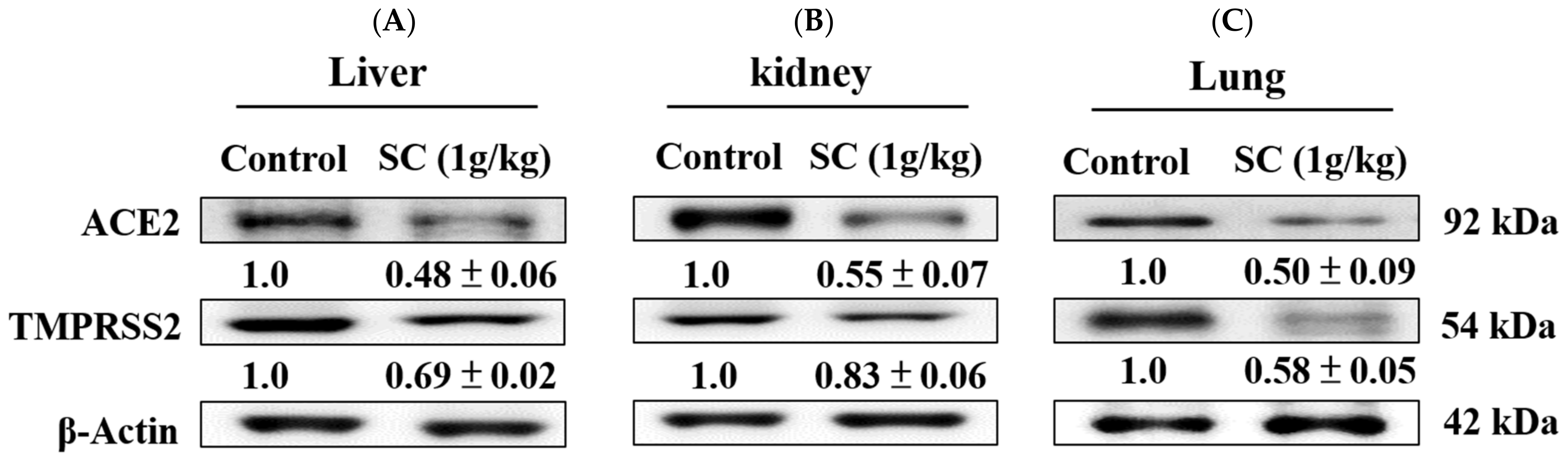 Ijms 23 14766 g007 Ijms 23 14766 g007